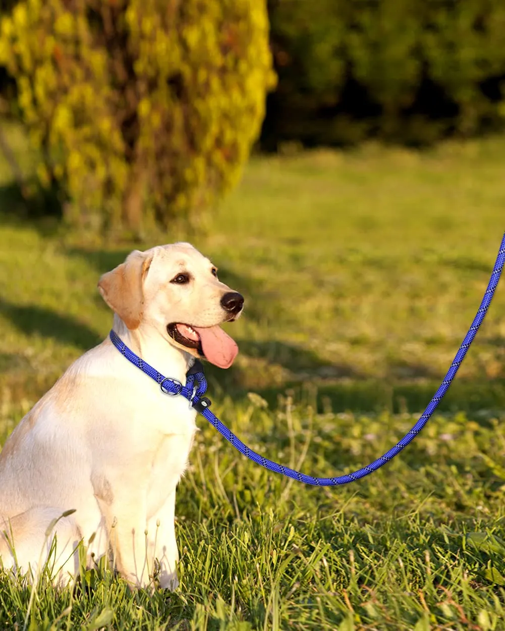 TagME Riflessivo Guinzaglio per Cani Taglia Grande,Guinzaglio Retriever,Guinzaglio Addestramento per Cani,Ø12mm x 185cm,Blu Reale - immagine 6
