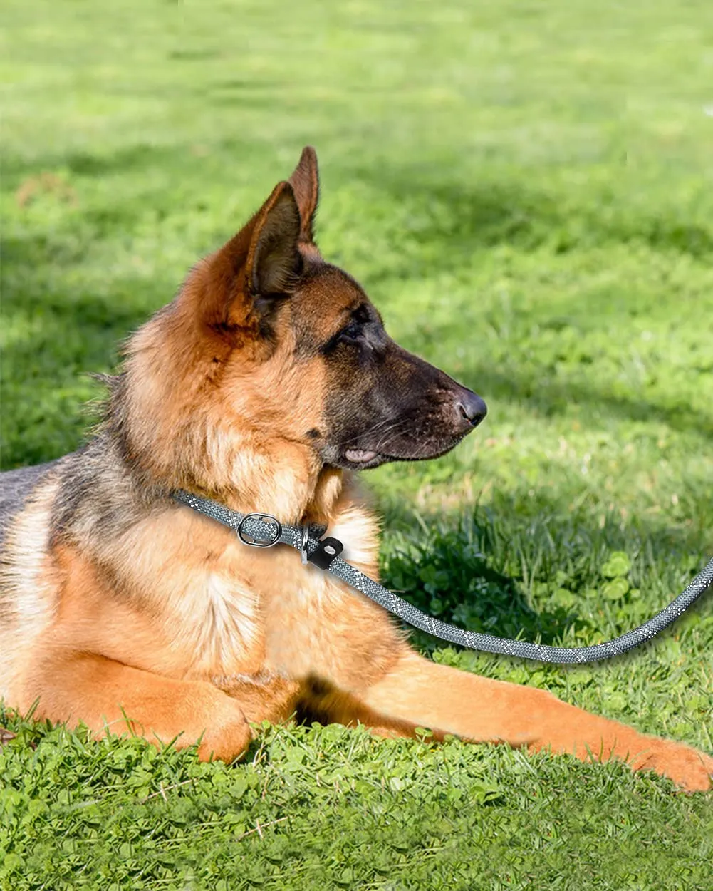 TagME Riflessivo Guinzaglio per Cani Taglia Grande,Guinzaglio Retriever,Guinzaglio Addestramento per Cani,Ø12mm x 185cm,Grigio - immagine 6