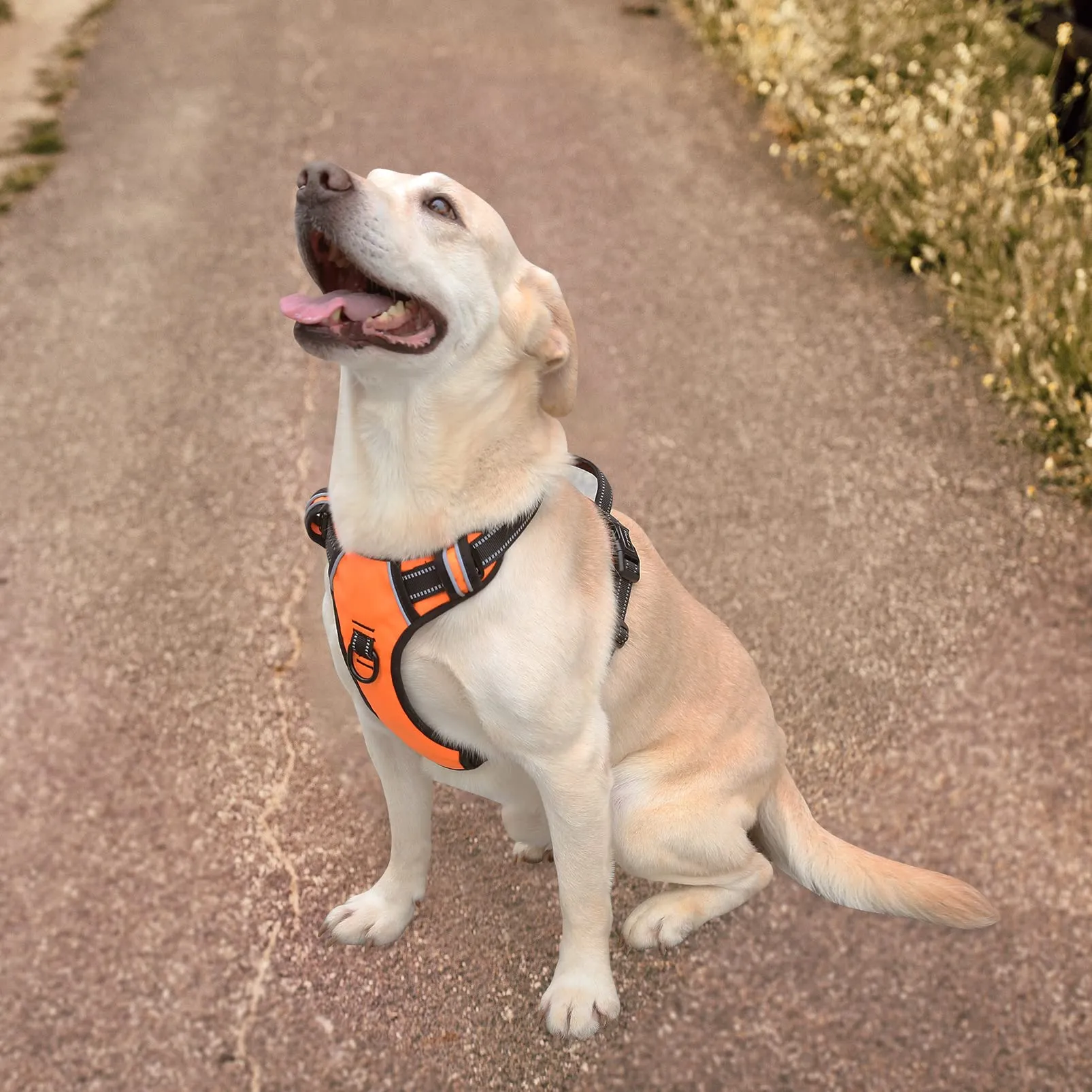 HEELE Pettorina Cane Taglia Grande Riflettente Pettorina Addestramento Cani Anti Tiro con 2 Ganci in Metallo + Comodo Maniglia, Gilet per Cani Regolabile per Camminare, Arancione, XL - immagine 5