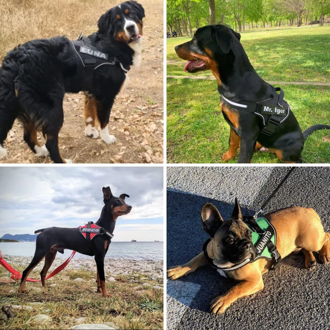 SUPER DOGGY Pettorina Cane Personalizzata con Nome – Antitrazione, Riflettente e Regolabile – Include 2 Targhette Velcro - Taglia Piccola, Media e Grande (Nero, XXS 1,5-3,5KG) - immagine 6