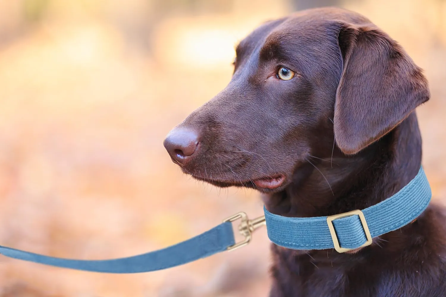 YUDOTE Set di Collare e Guinzaglio per Cani Piccolo, Morbido Collare e Guinzaglio in Corduroy Non-irritante Combinazione Abbinata per Passeggiate Quotidiane, Blu - immagine 4