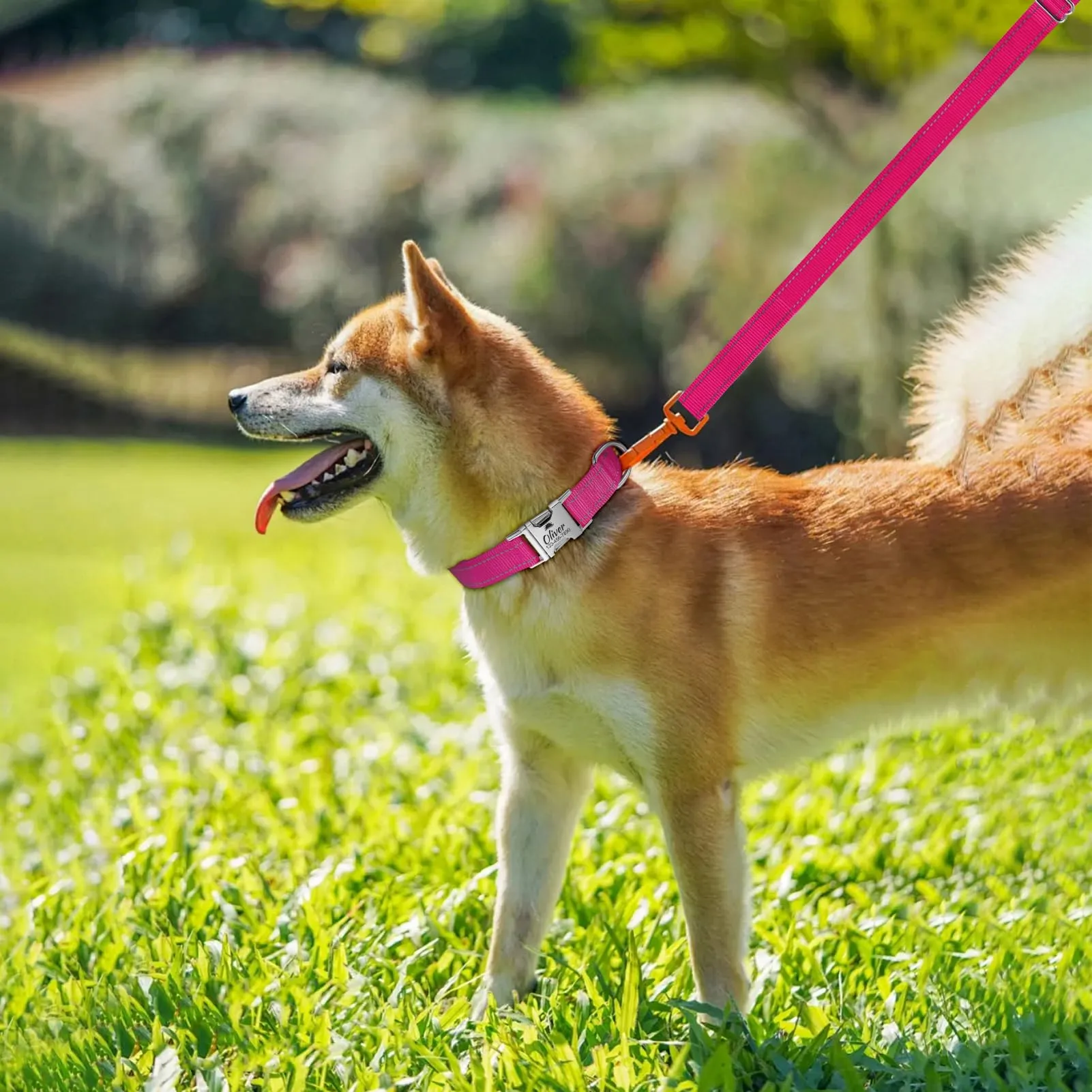 Collare per Cane Personalizzato di Piccola Media e Grande Taglia - Riflettente Collare Cani con Nome e Telefono Numero, Collari per Gatto con Sgancio Rapido e Fibbia in Metallo - immagine 8