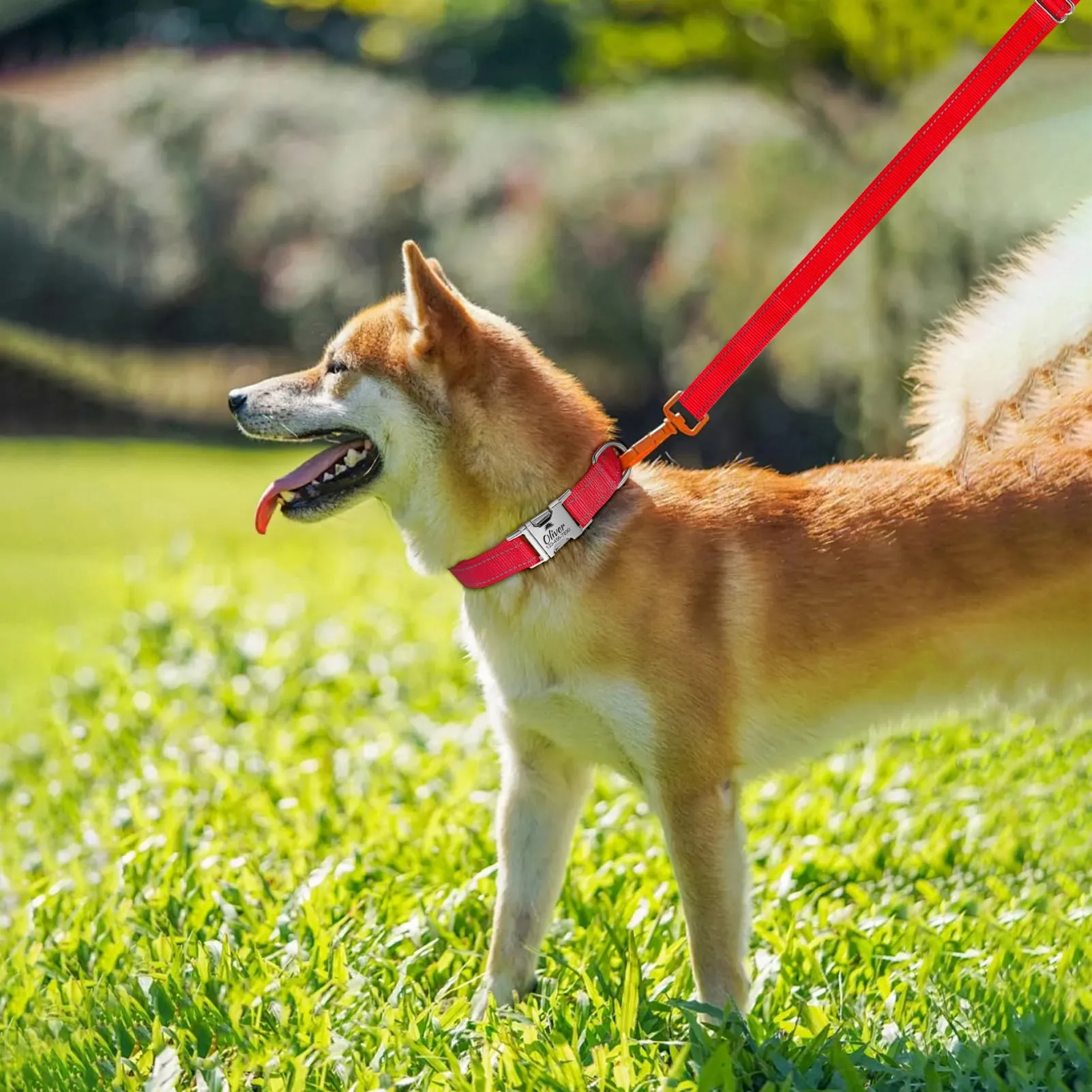 Collare per Cani personalizzato per Cani di Media Taglia - Collare per Cani Riflettente Con Nome E Numero di Telefono inciso, Collari per Animali in Nylon Con Sgancio Rapido E Fibbia in Metallo - immagine 8