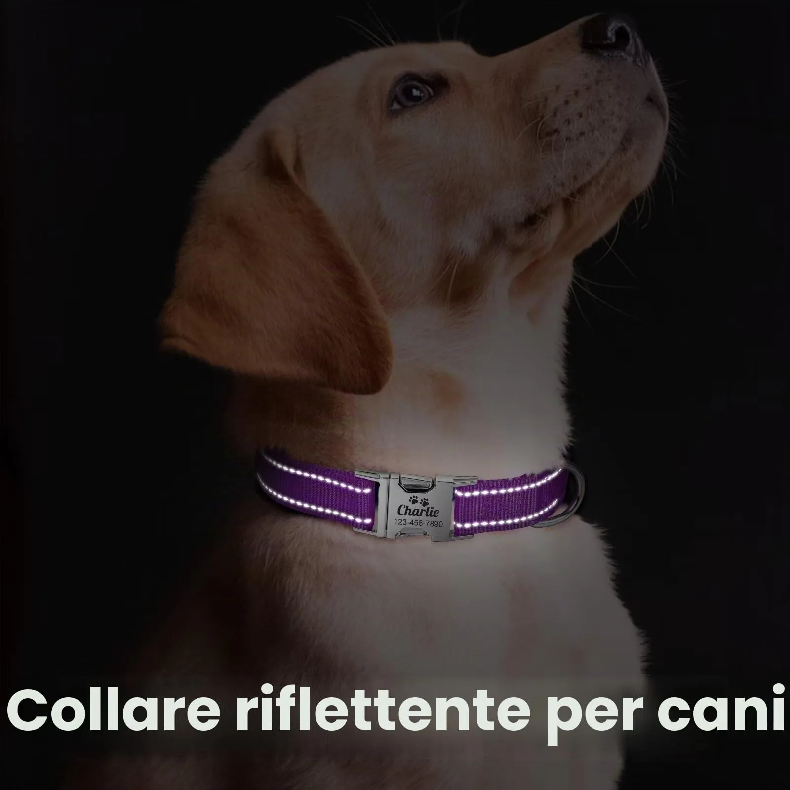 Collare Cani personalizzato - Collare Gatto Riflettente Con Nome E Numero di Telefono inciso, Collari per Animali in Nylon Con Sgancio Rapido E Fibbia in Metallo - immagine 5