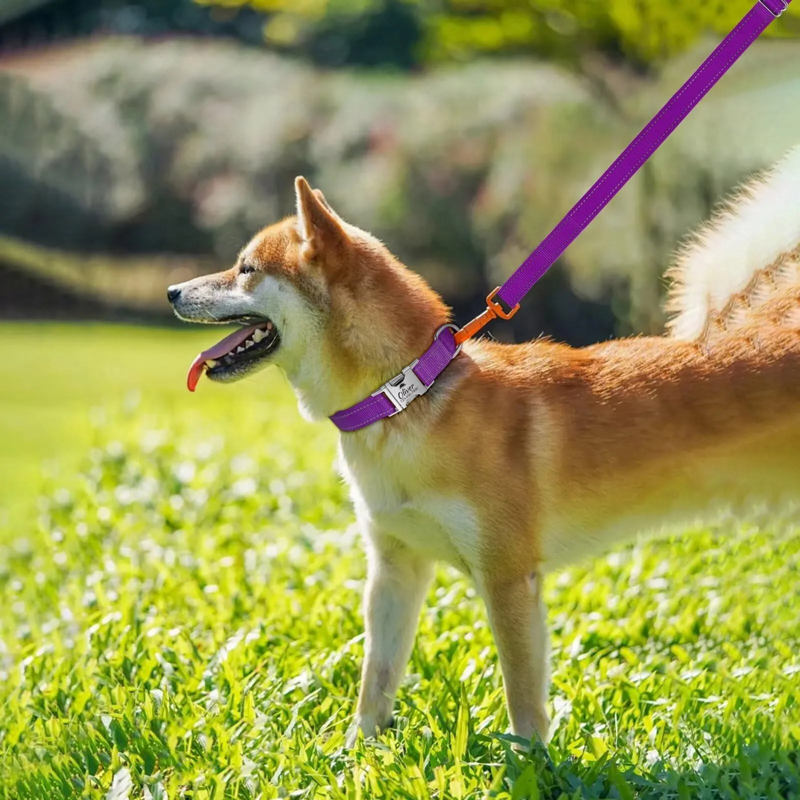 Collare Cani personalizzato - Collare Gatto Riflettente Con Nome E Numero di Telefono inciso, Collari per Animali in Nylon Con Sgancio Rapido E Fibbia in Metallo - immagine 8