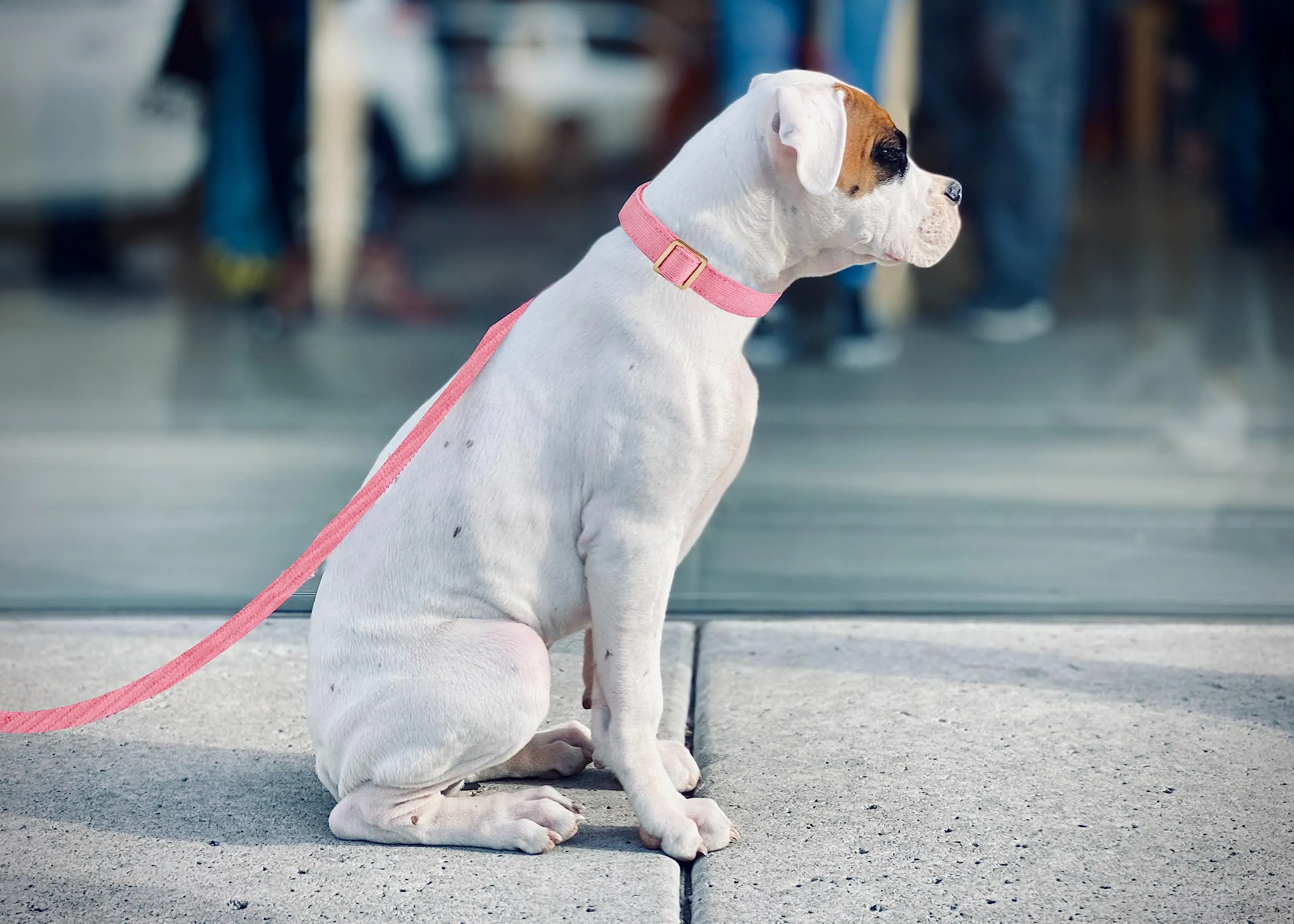 YUDOTE Set di Collare e Guinzaglio per Cani Piccolo, Morbido Collare e Guinzaglio in Corduroy Non Irritante Combinazione Abbinata per Passeggiate Quotidiane, Rosa Chiaro - immagine 2