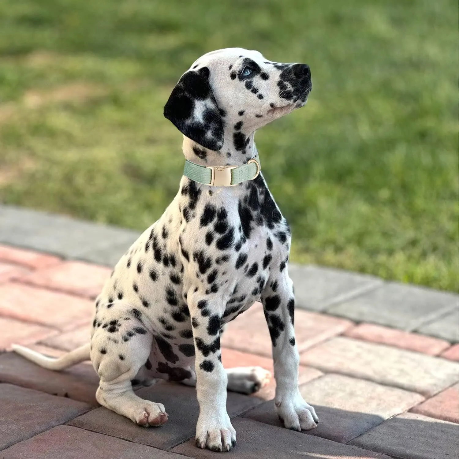 YUDOTE Set collare e guinzaglio per cani grande, morbido, non irritante, in velluto a coste, combinato abbinato per passeggiate quotidiane, verde salvia - immagine 2
