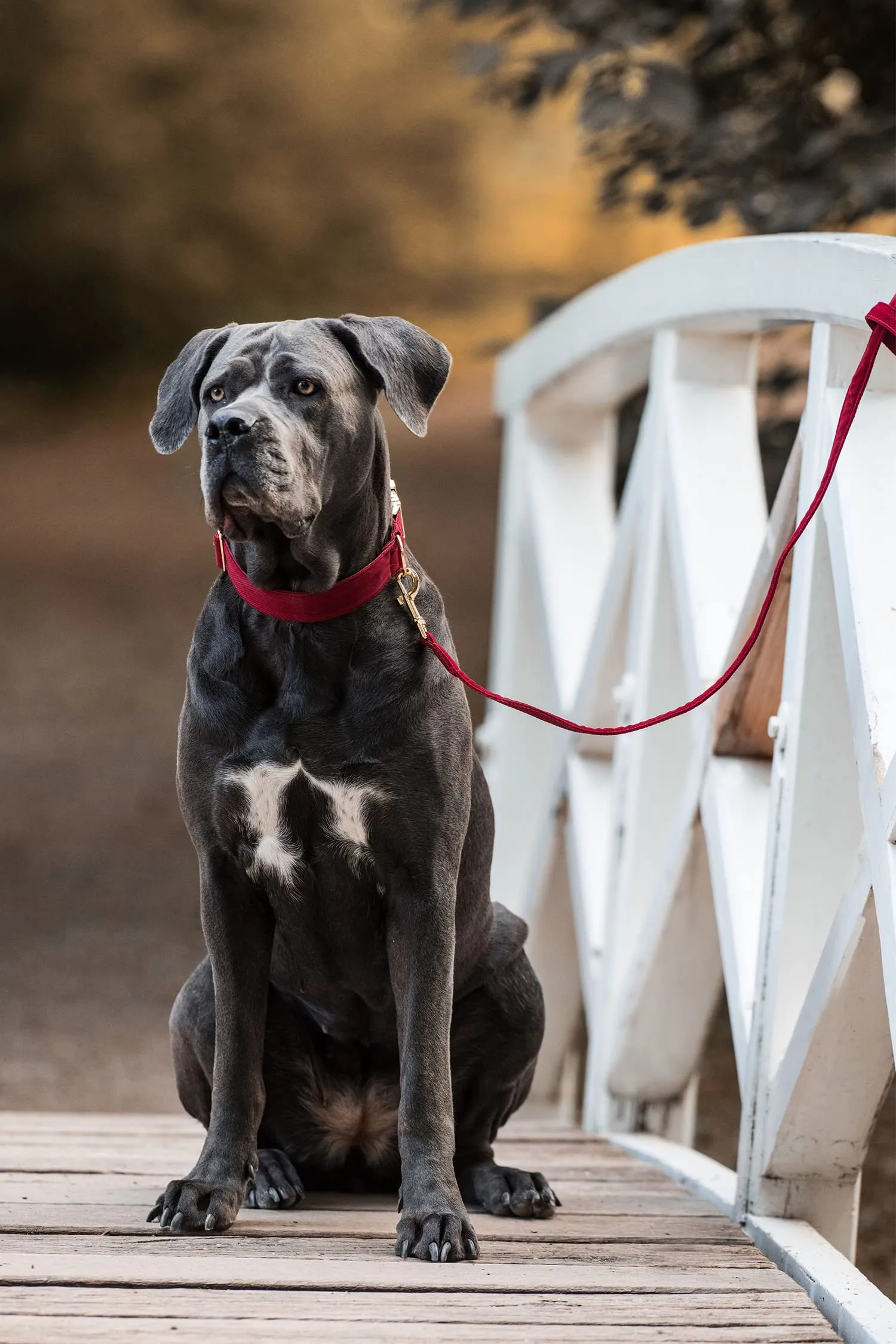 YUDOTE Set di Collare e Guinzaglio per Cani, Medio, Morbido e Senza Irritanti, Collare e Guinzaglio in Cordino, Combinazione Adatta per la Passeggiata Quotidiana, Rosso - immagine 2