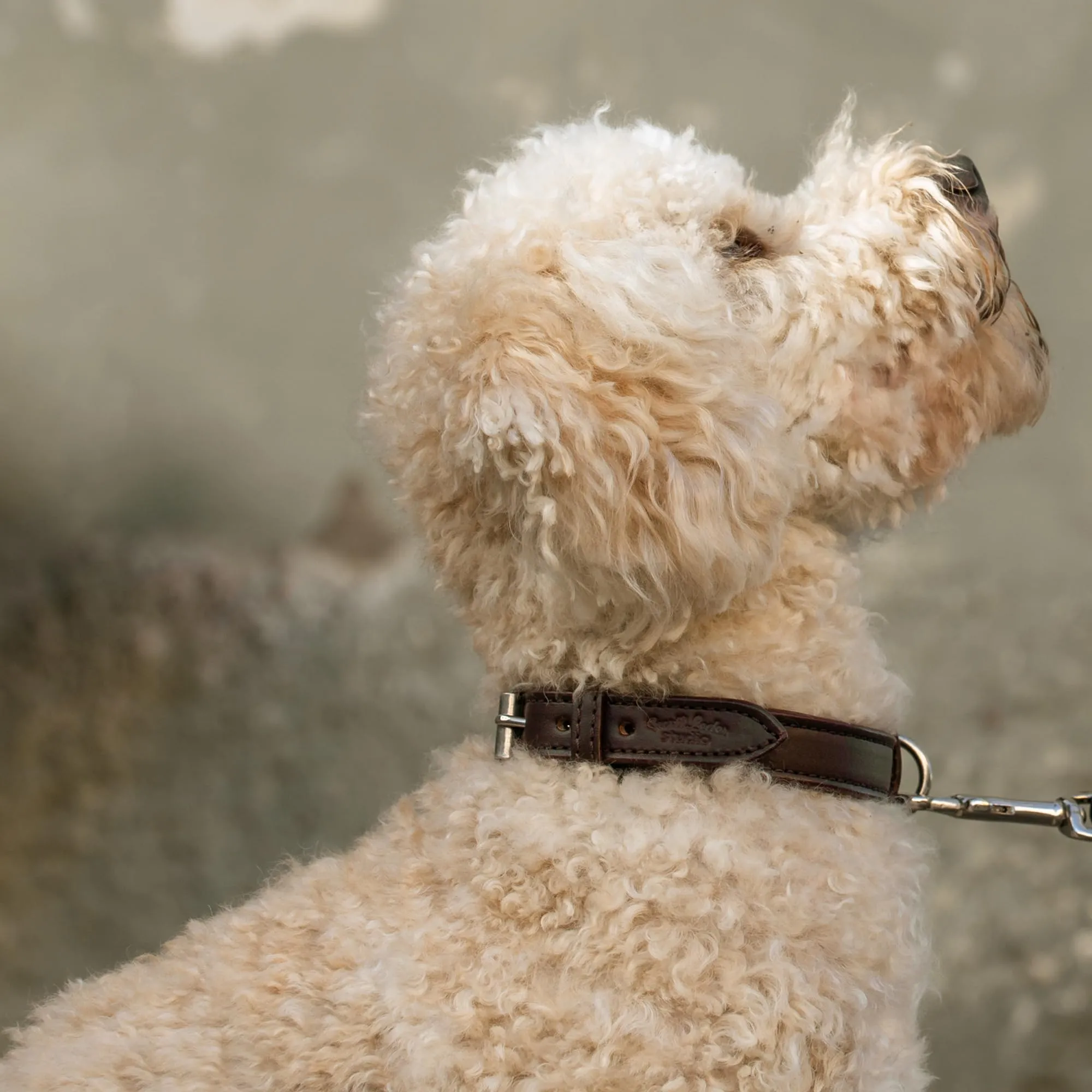 Gusti Jacky - Collare in pelle per cani a quattro zampe, taglia S, marrone scuro - immagine 2