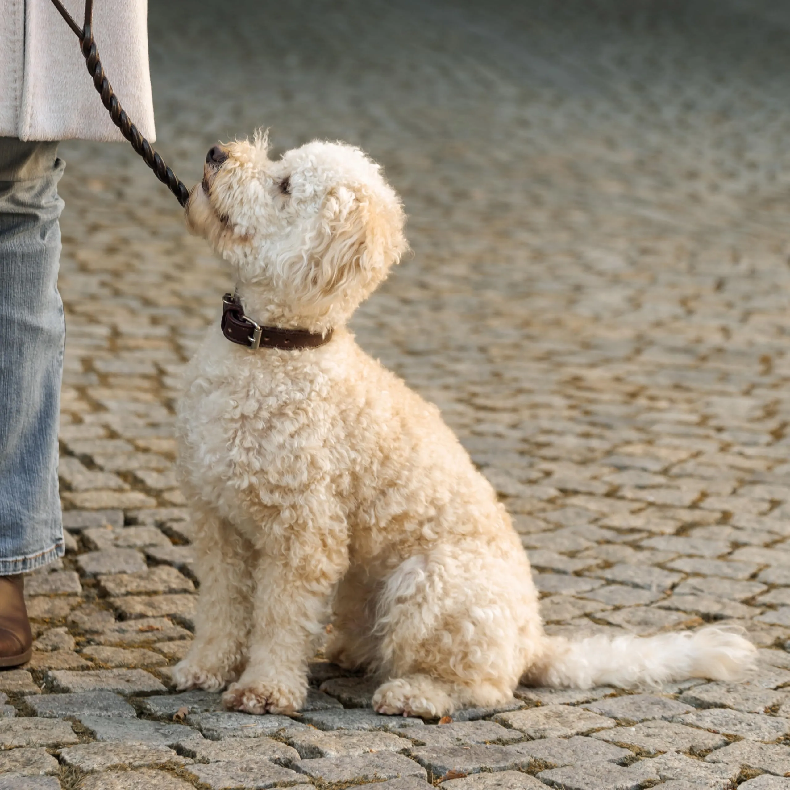 Gusti Jacky - Collare in pelle per cani a quattro zampe, taglia S, marrone scuro - immagine 7