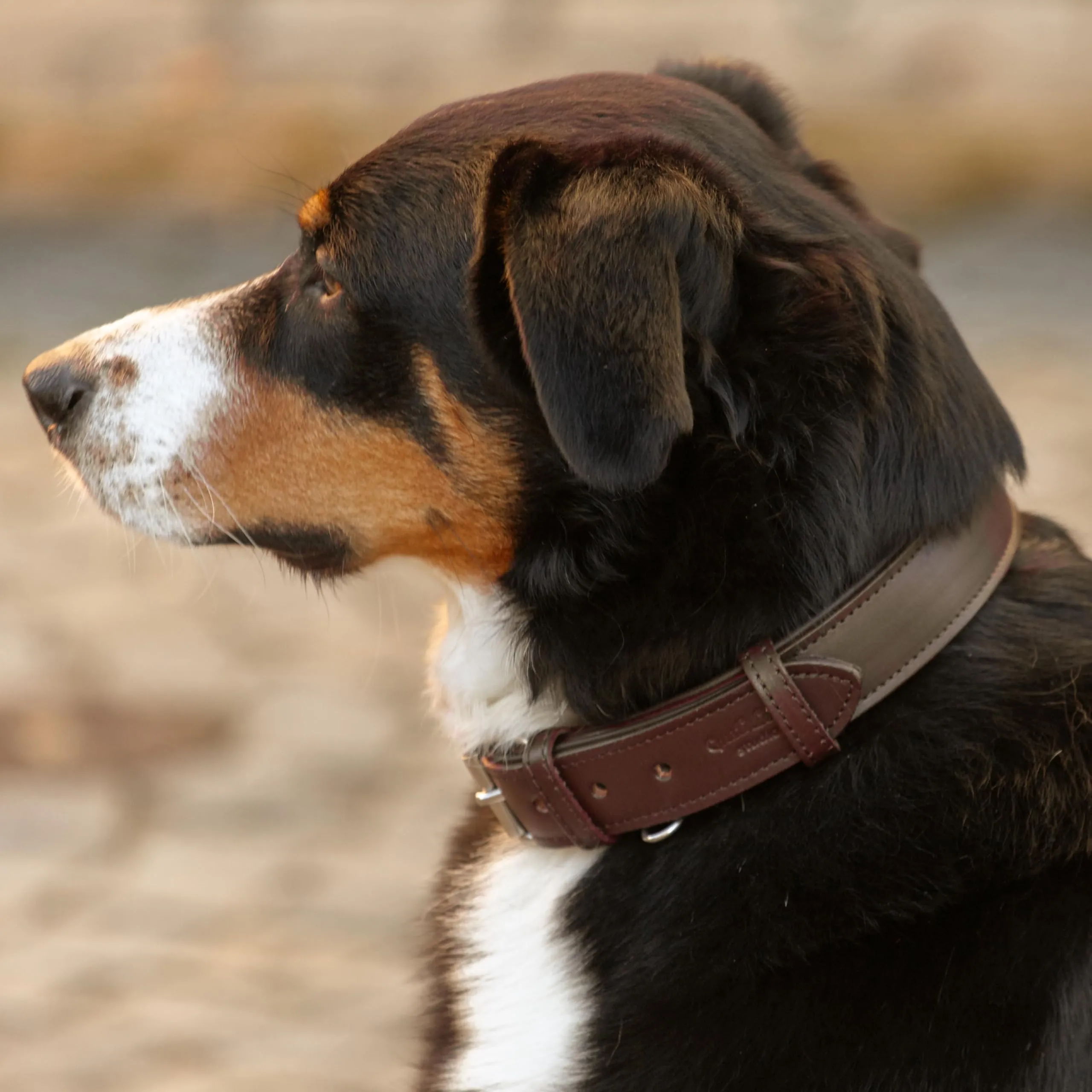 Gusti Jacky - Collare per cani a quattro zampe, in pelle, taglia L, marrone scuro - immagine 2