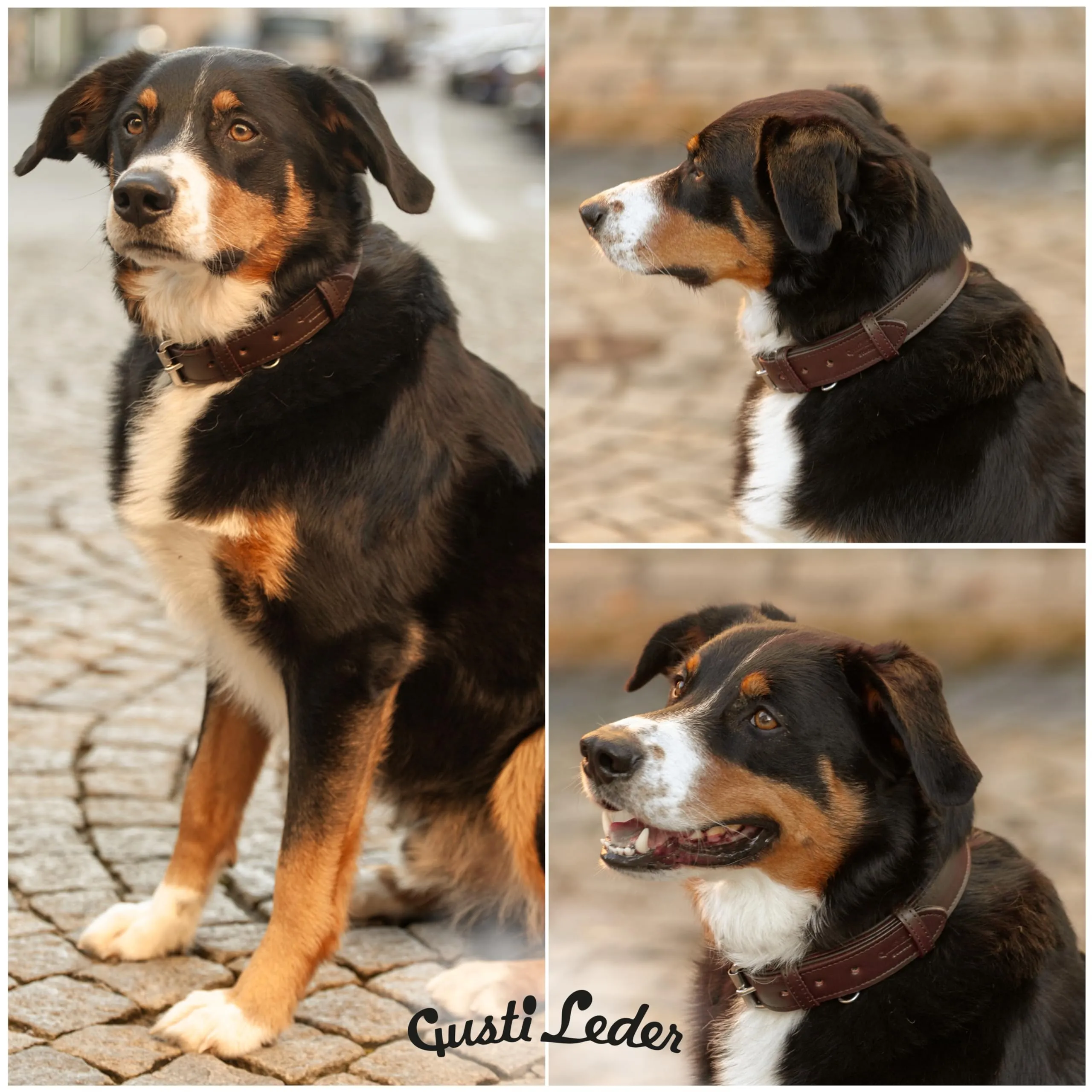 Gusti Jacky - Collare per cani a quattro zampe, in pelle, taglia L, marrone scuro - immagine 5