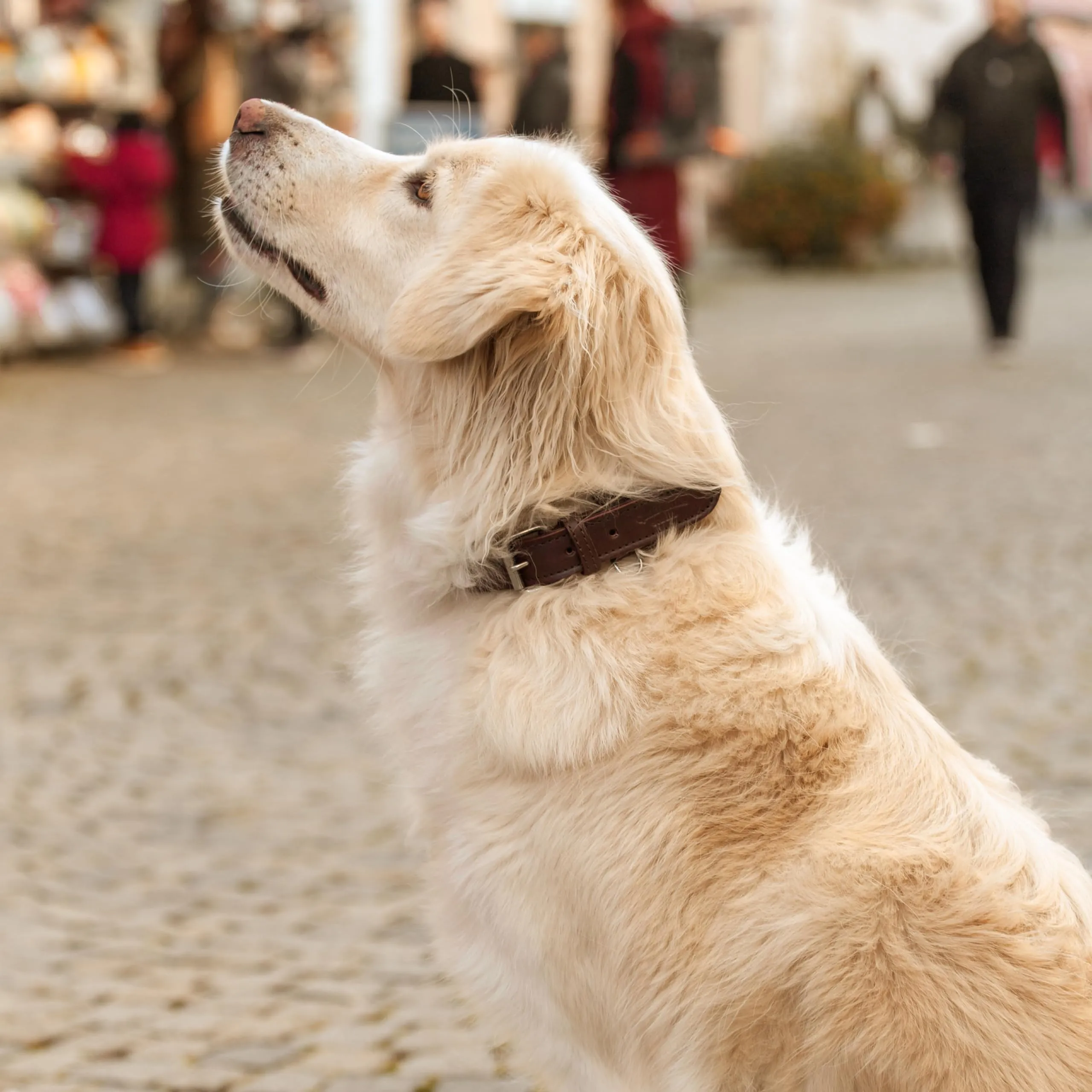 Gusti Jacky - Collare in pelle per cani e animali domestici, taglia M, marrone scuro - immagine 2