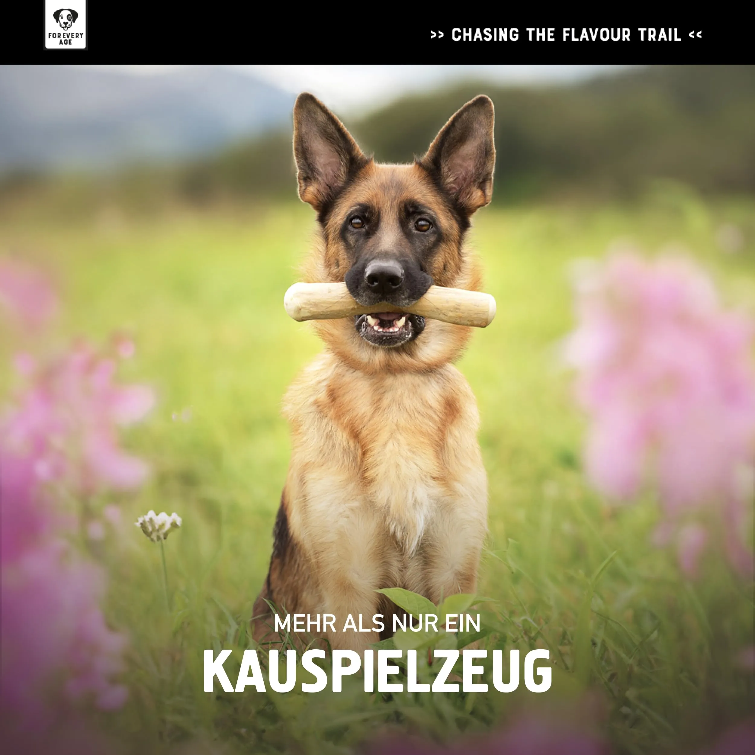 Chewies - Bastone da Masticare in Legno di Caffè per Cani, 100% Naturale, a Basso Rischio e Durevole, Misura XXS per Cani Fino a 3 kg - immagine 6