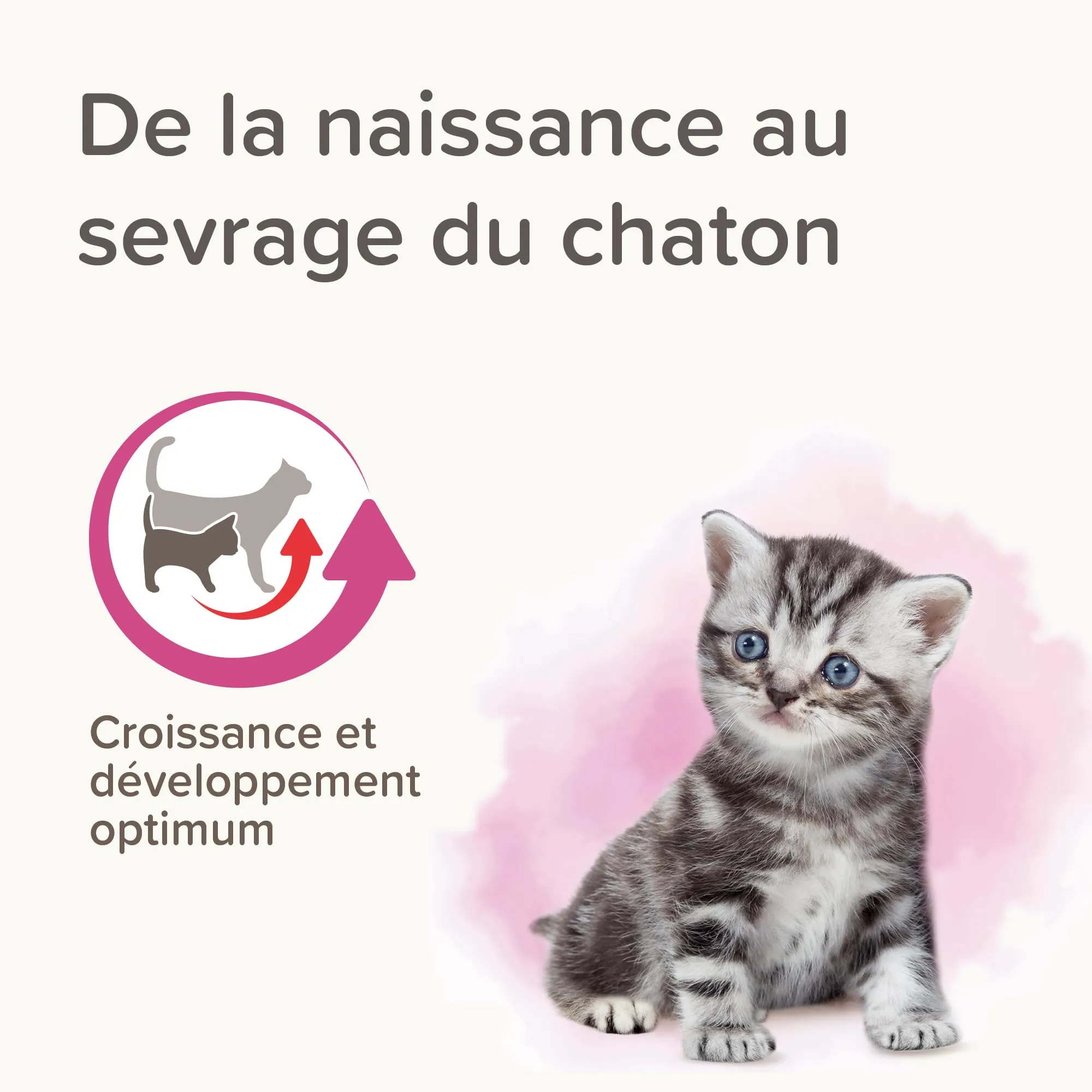 Beaphar Lactol, Latte in Polvere per Gattini, Sostituzione del Latte materno - immagine 3