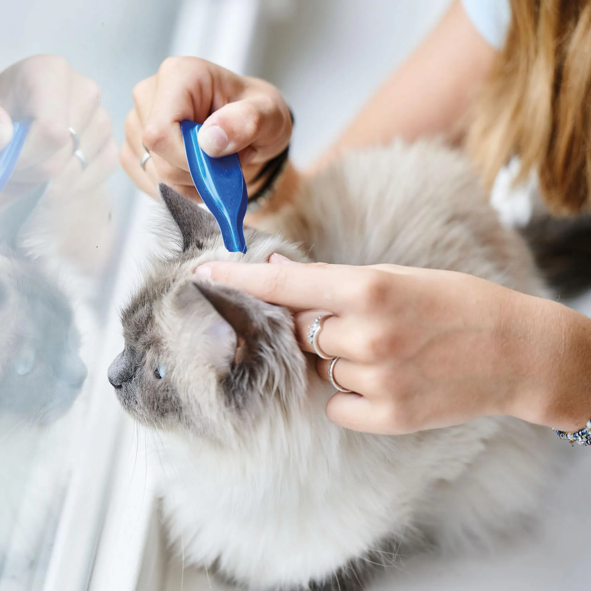 Beaphar - CatComfort Calming Spot-On - Riduce l'ansia e lo stress - Azione Rapida - Inizia a lavorare in 15 minuti - Ideale per eventi a breve termine come fuochi d'artificio - Promuove l'incollaggio - immagine 5