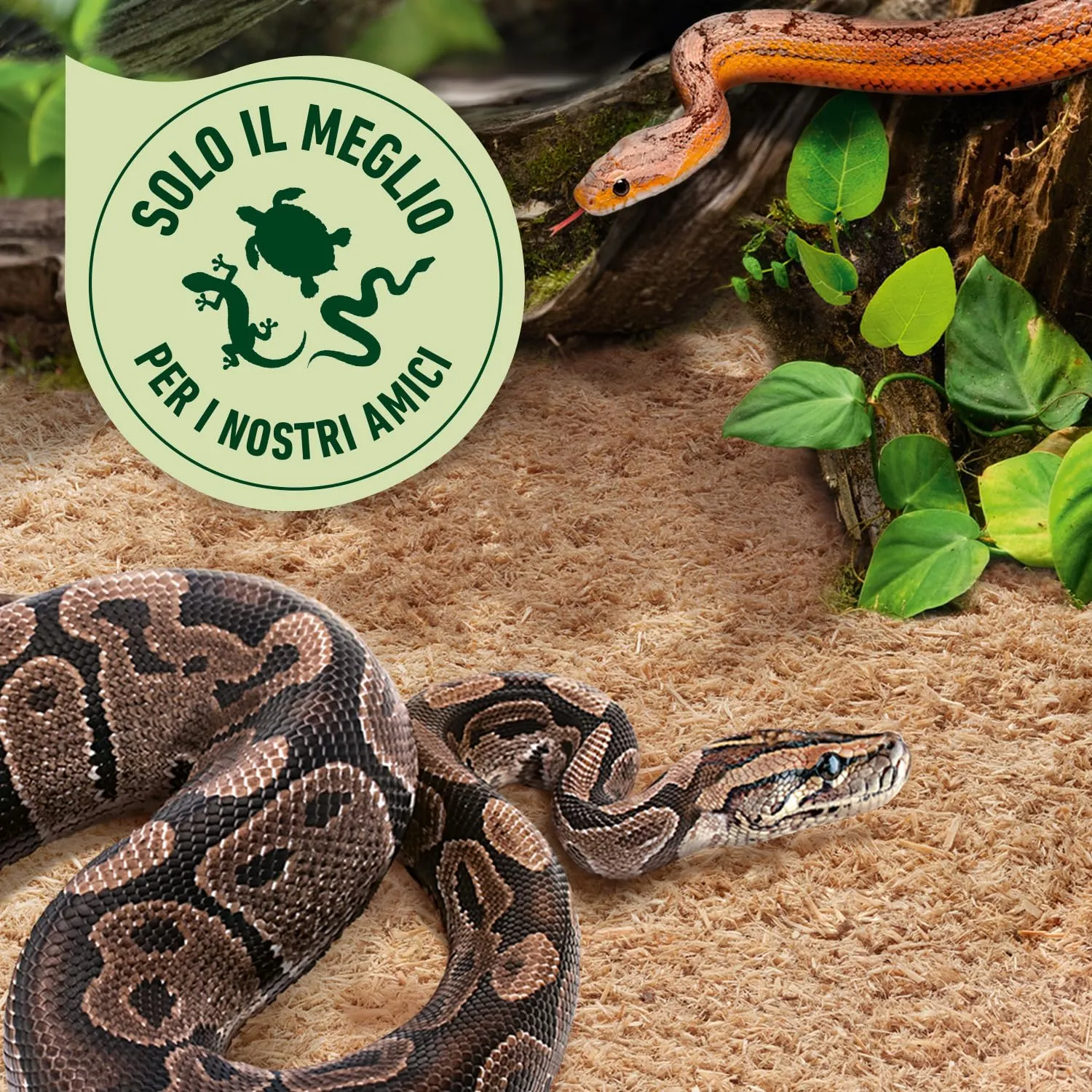 COMPO ZOO Lettiera Per Terrari di Serpenti, Con Fibra di Legno, 10L - immagine 4