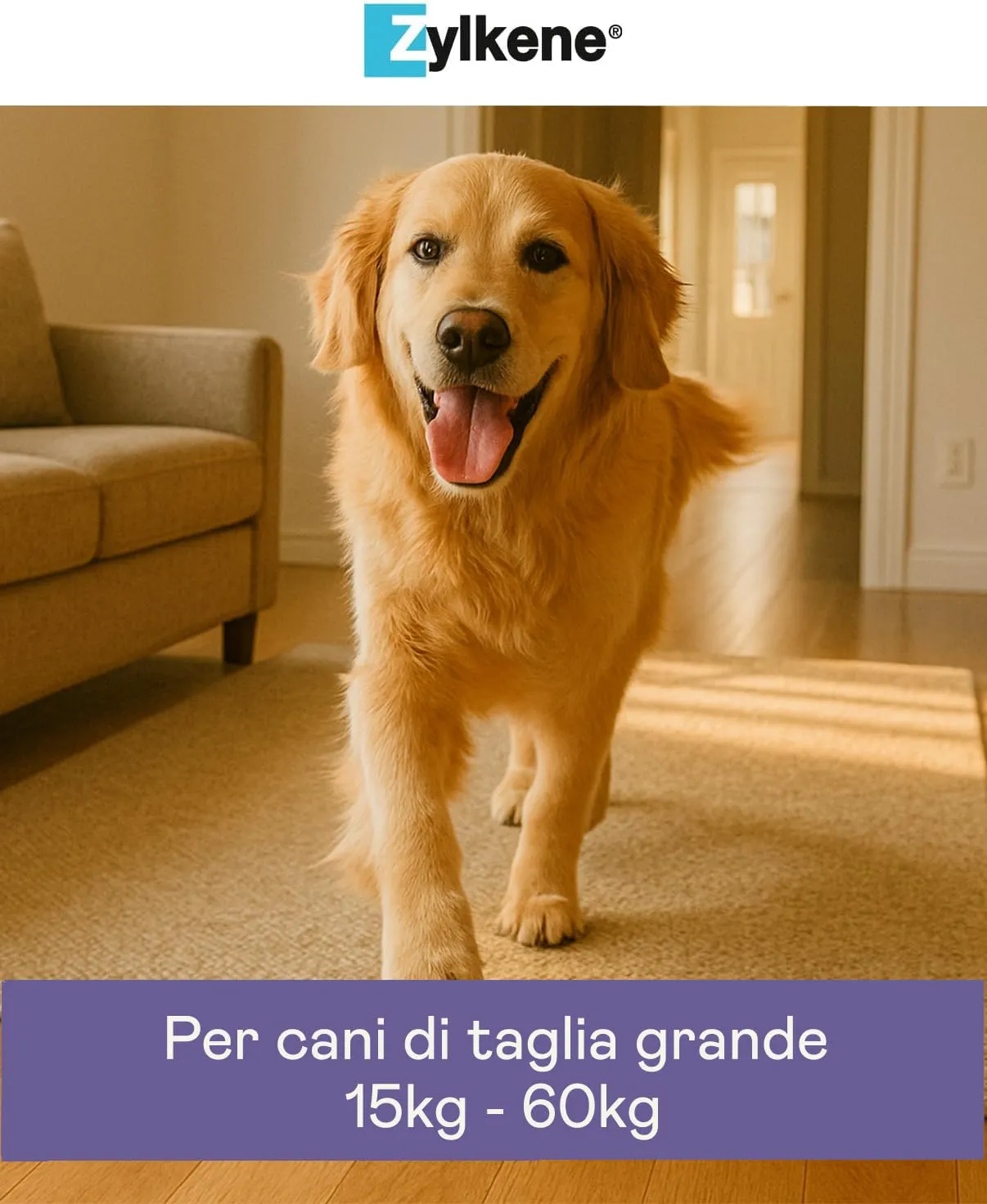 Zylkene Mangime Complementare | Cani di taglia grande (15-60 kg) 450 mg | Promuove il rilassamento nelle situazioni di disagio nel breve termine: Rumori forti, Visite veterinarie | 100 capsule - immagine 7
