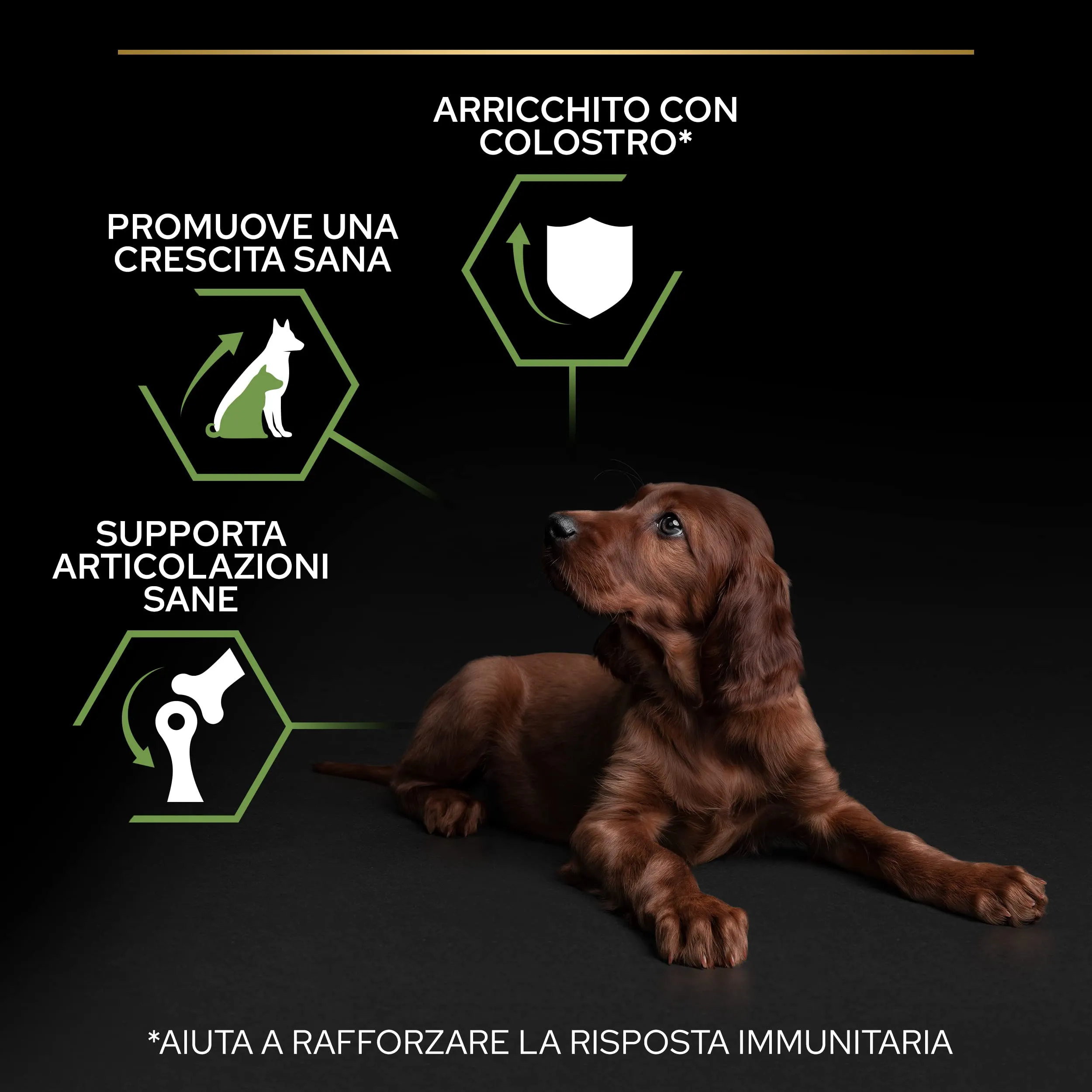PURINA PRO PLAN Healthy Start Large Athletic Crocchette per Cani Cuccioli con Pollo 4 Sacchi da 3kg - immagine 4