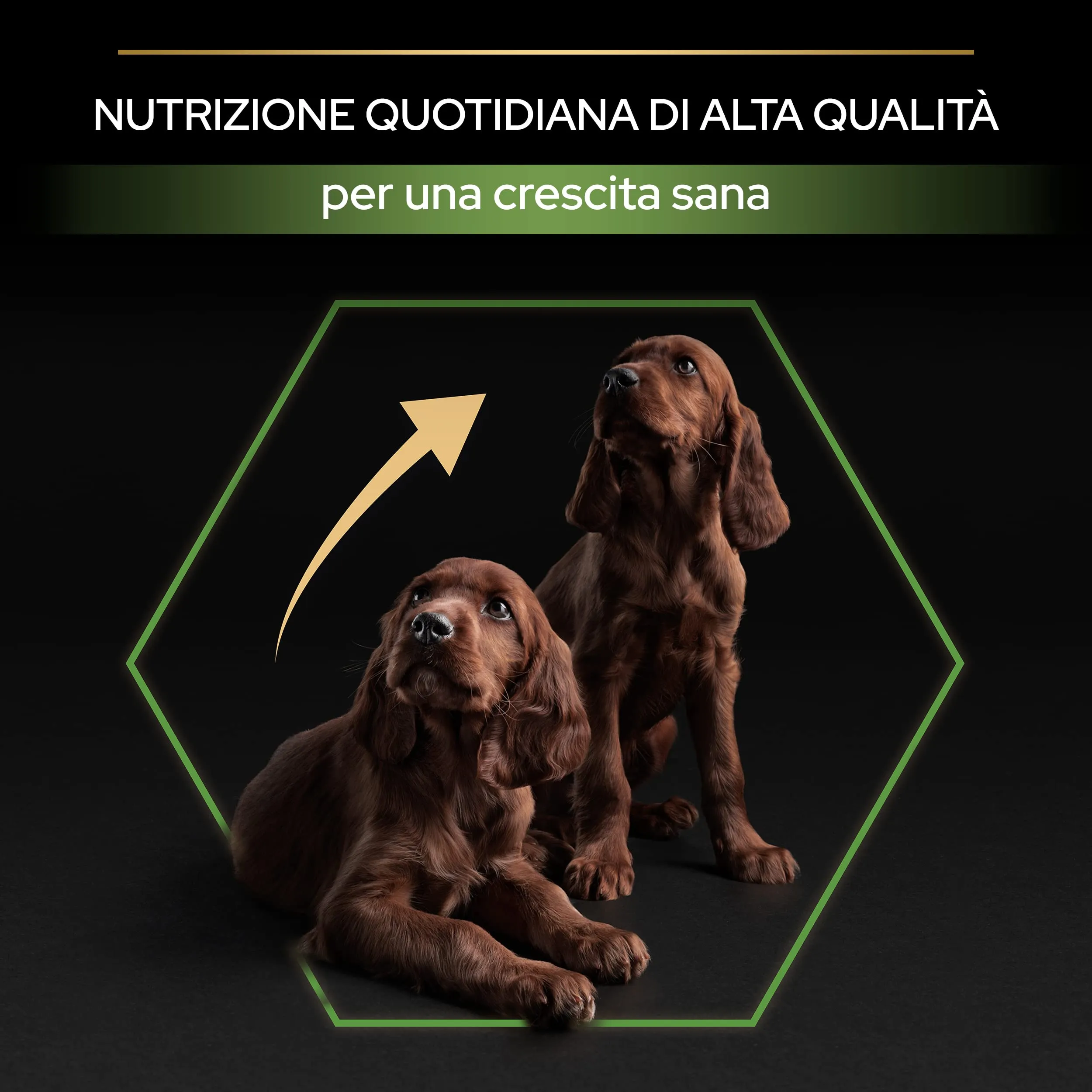 PURINA PRO PLAN Healthy Start Large Athletic Crocchette per Cani Cuccioli con Pollo 4 Sacchi da 3kg - immagine 7