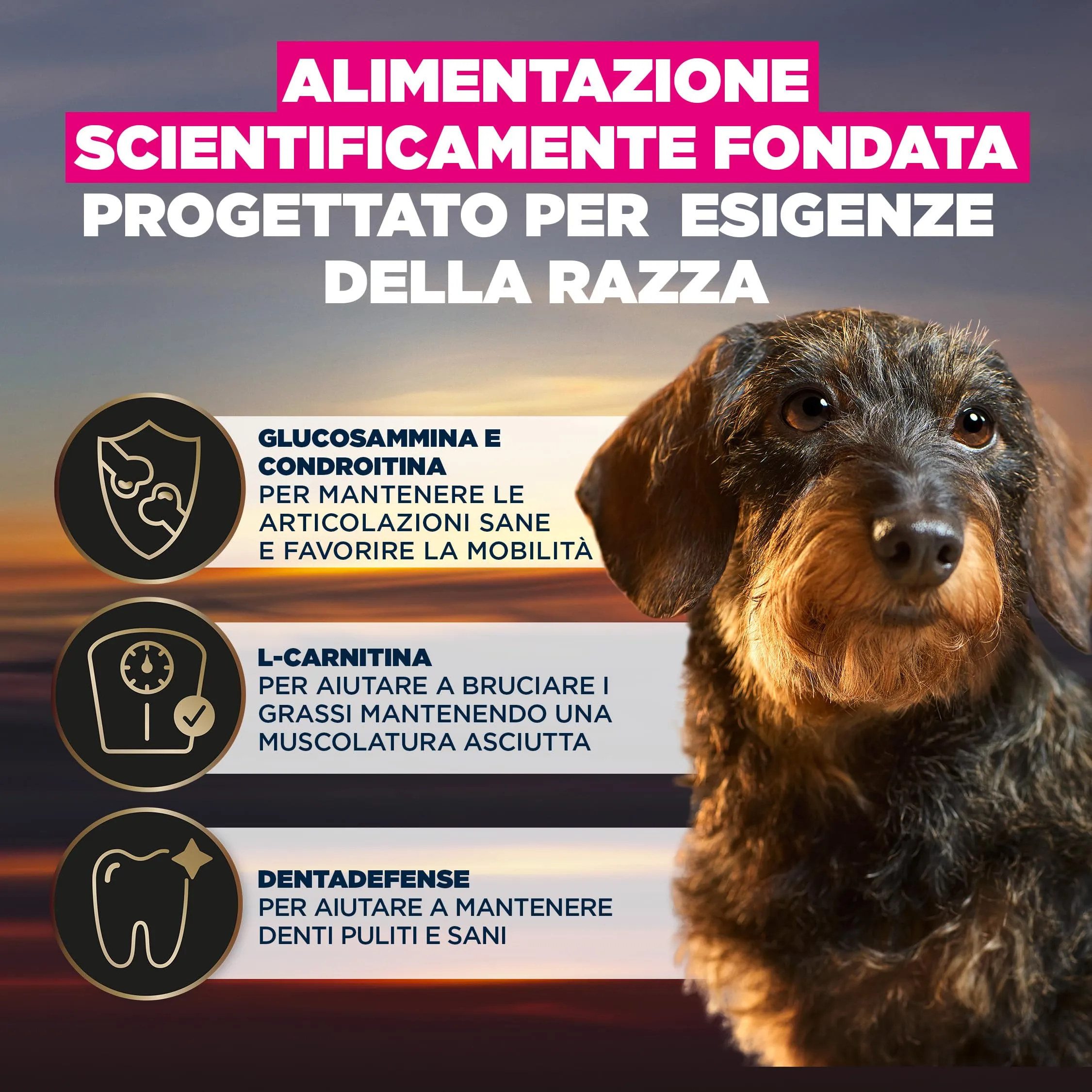Eukanuba Cibo secco EUKANUBA Breed Care per bassotti adulti 3 kg - immagine 6