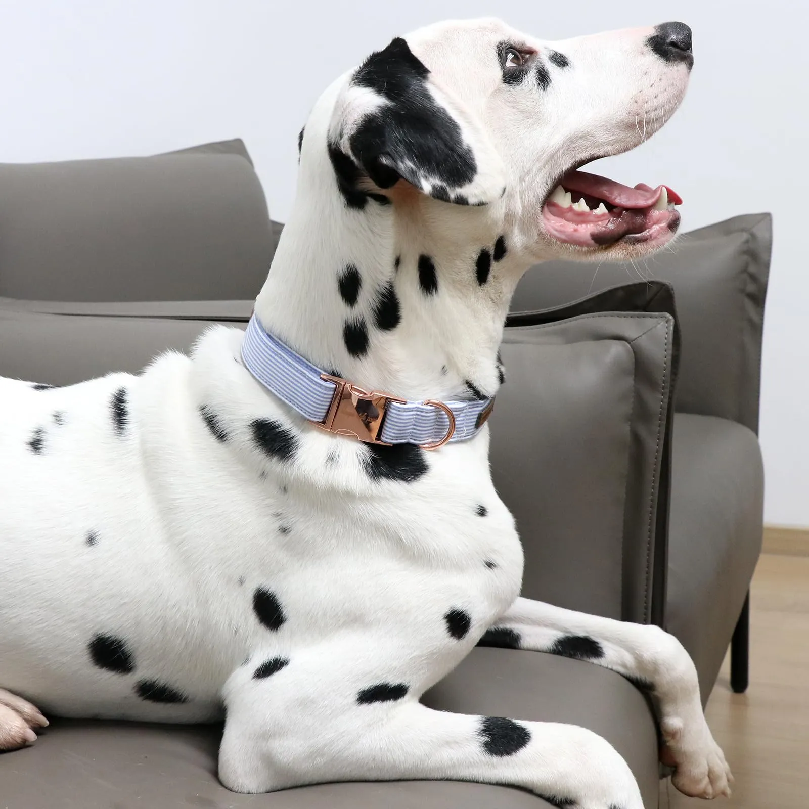 Unique Style Paws Collare per Cani Collare Regolabile o Guinzaglio per Cani e Gatti Piccoli, Medi e Grandi - immagine 4