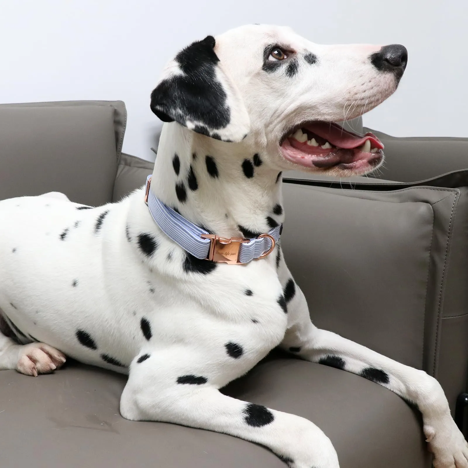 Unique Style Paws Collare per Cani Collare Regolabile o Guinzaglio per Cani e Gatti Piccoli, Medi e Grandi - immagine 5