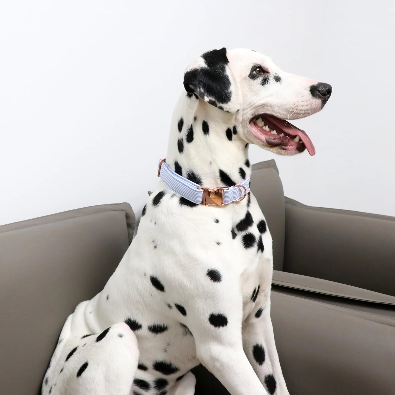 Unique Style Paws Collare per Cani Collare Regolabile o Guinzaglio per Cani e Gatti Piccolo, Medio, Grande - immagine 6