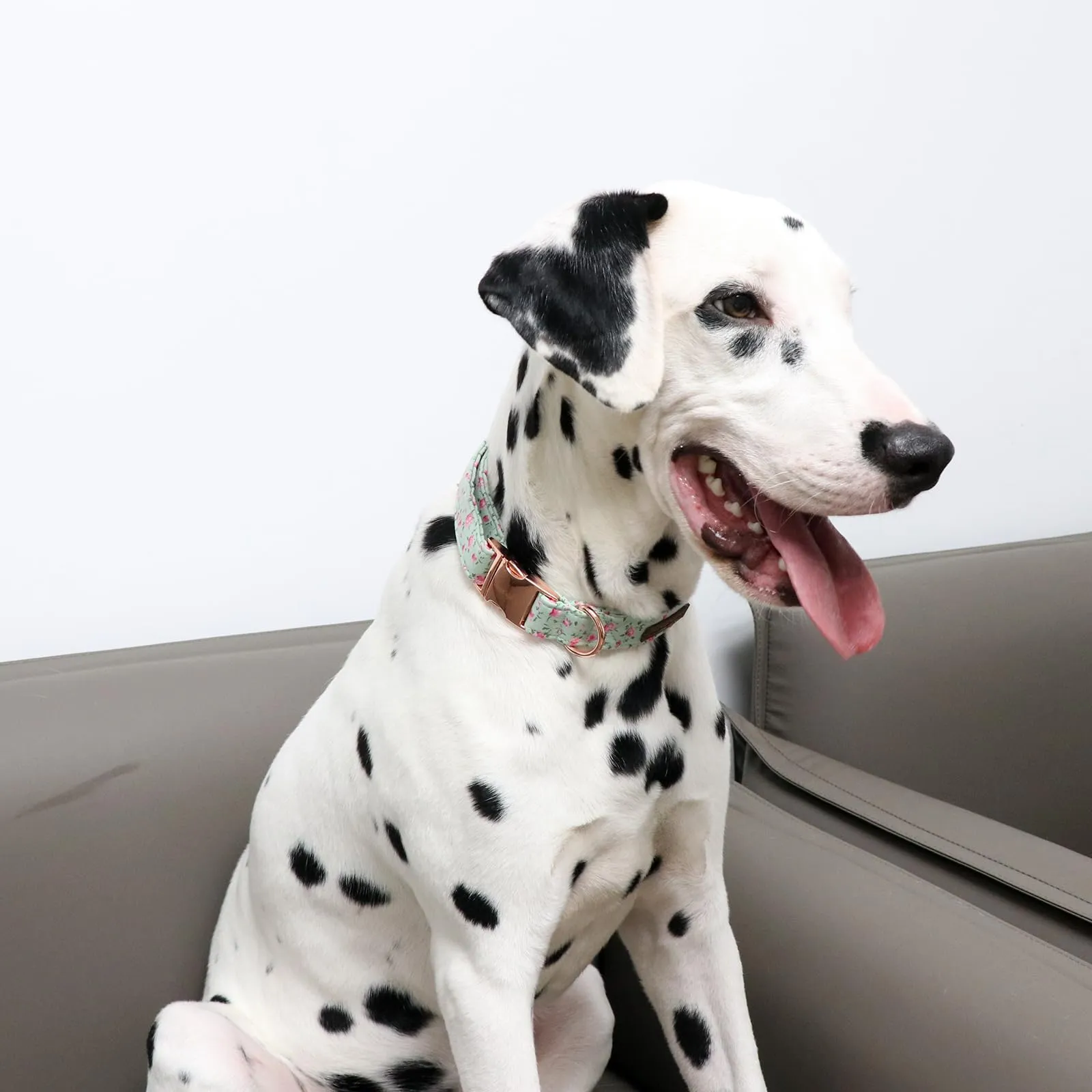 Unique Style Paws Collare per cane - Collare regolabile o guinzaglio per cane e gatto - Piccolo, medio e grande - immagine 4