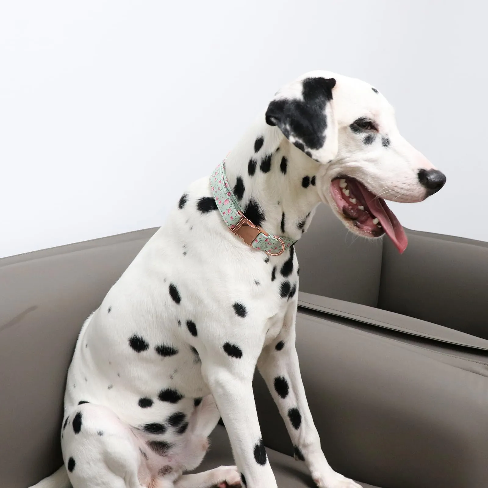Unique Style Paws Collare per cane - Collare regolabile o guinzaglio per cane e gatto - Piccolo, medio e grande - immagine 5