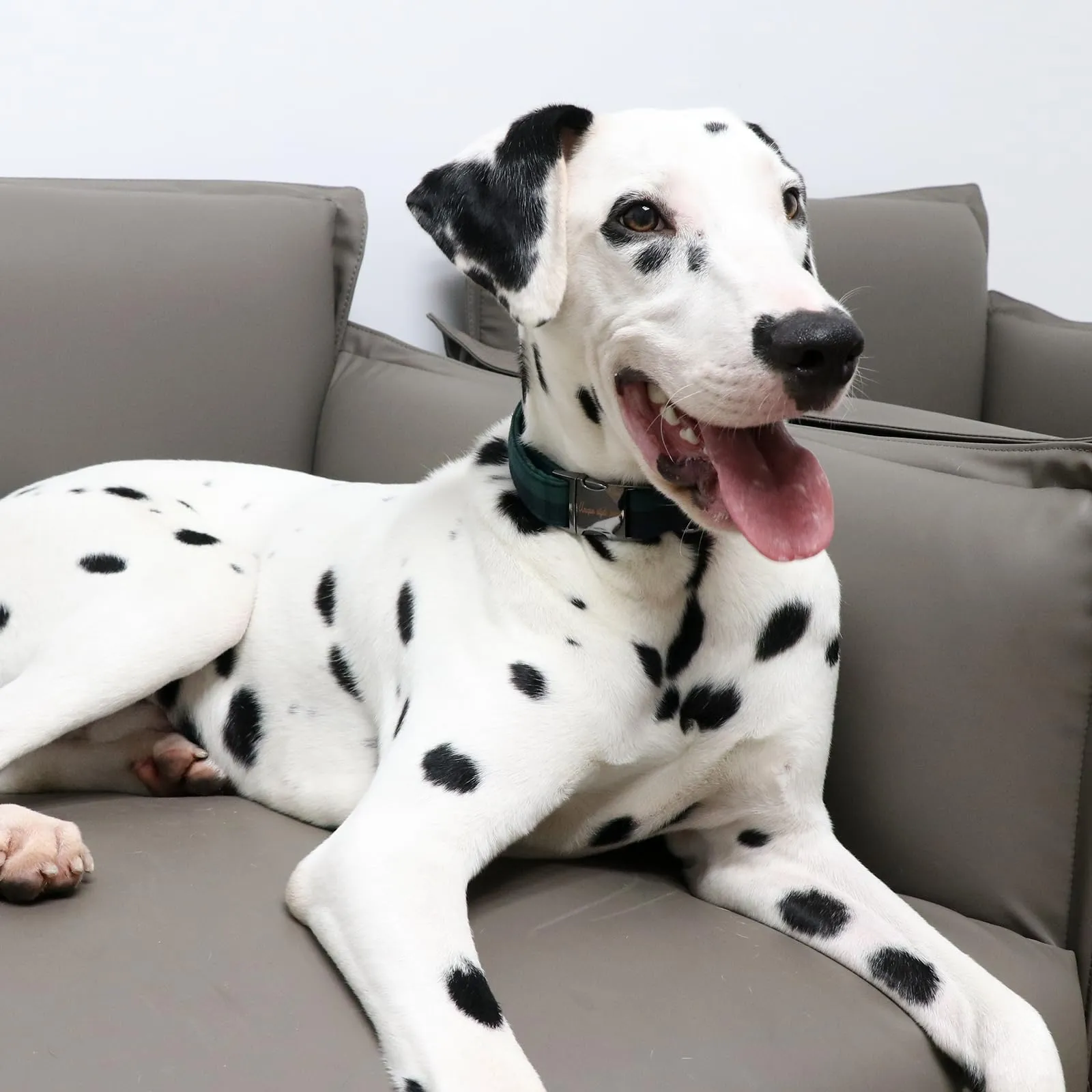 Unique Style Paws Collare per Cani Collare Regolabile o Guinzaglio per Cani e Gatti Piccoli, Medi e Grandi - immagine 4