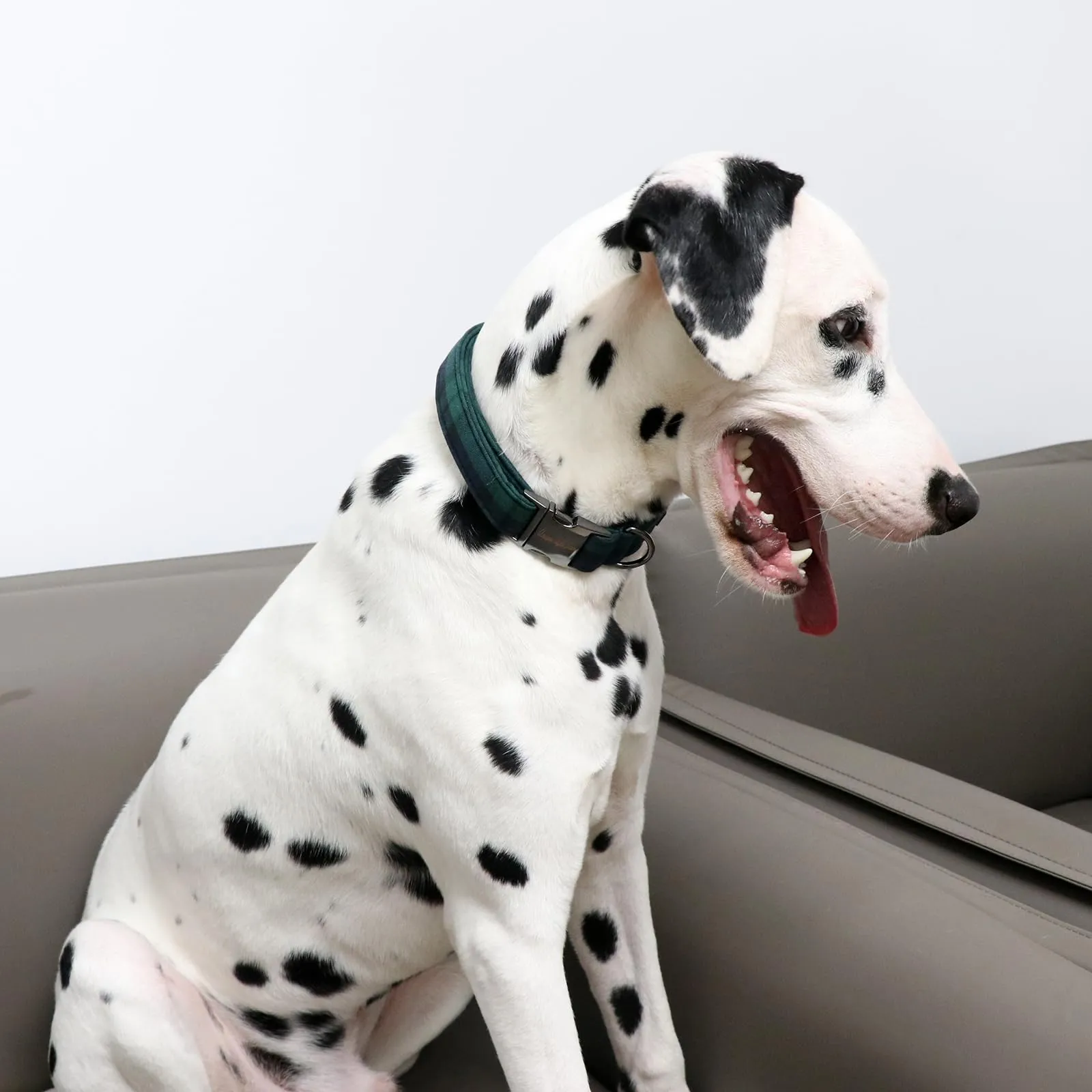 Unique Style Paws Collare per Cani Collare Regolabile o Guinzaglio per Cani e Gatti Piccoli, Medi e Grandi - immagine 5