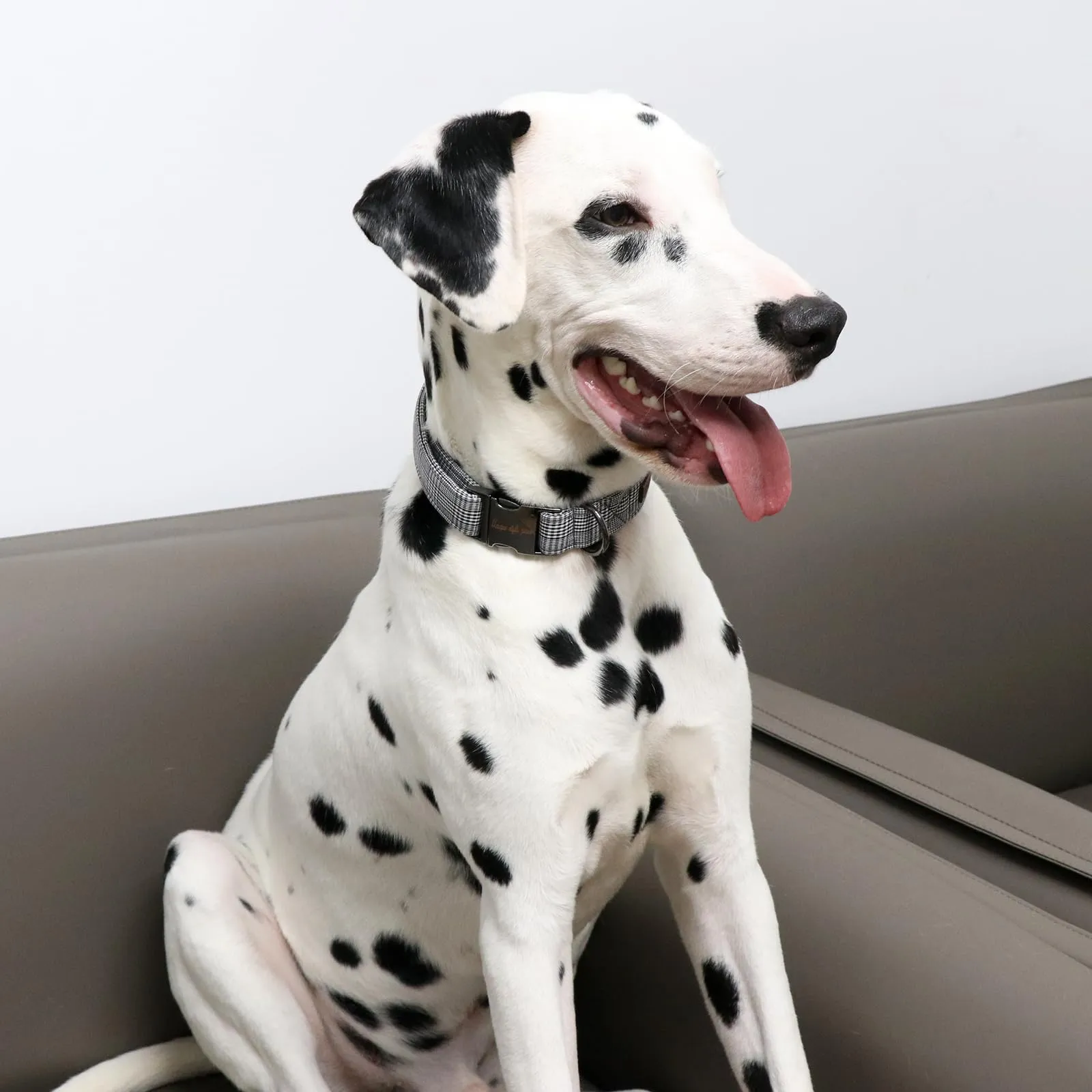 Unique Style Paws Collare per Cani Collare Regolabile o Guinzaglio per Cani e Gatti Piccolo, Medio, Grande - immagine 4