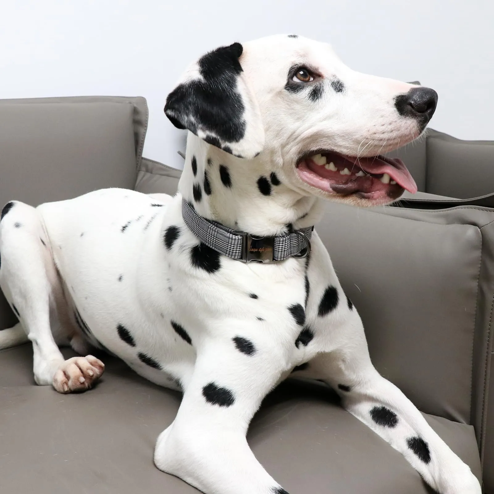 Unique Style Paws Collare per Cani Collare Regolabile o Guinzaglio per Cani e Gatti Piccolo, Medio, Grande - immagine 5