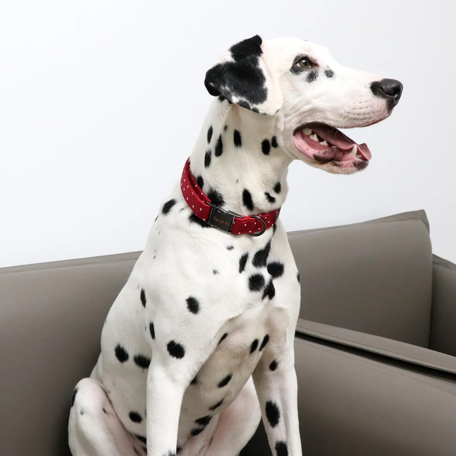 Unique style paws Collare per cani, collari per cani per cani di taglia piccola, media e grande, collare per cani con papillon regolabile XS-XL - immagine 5