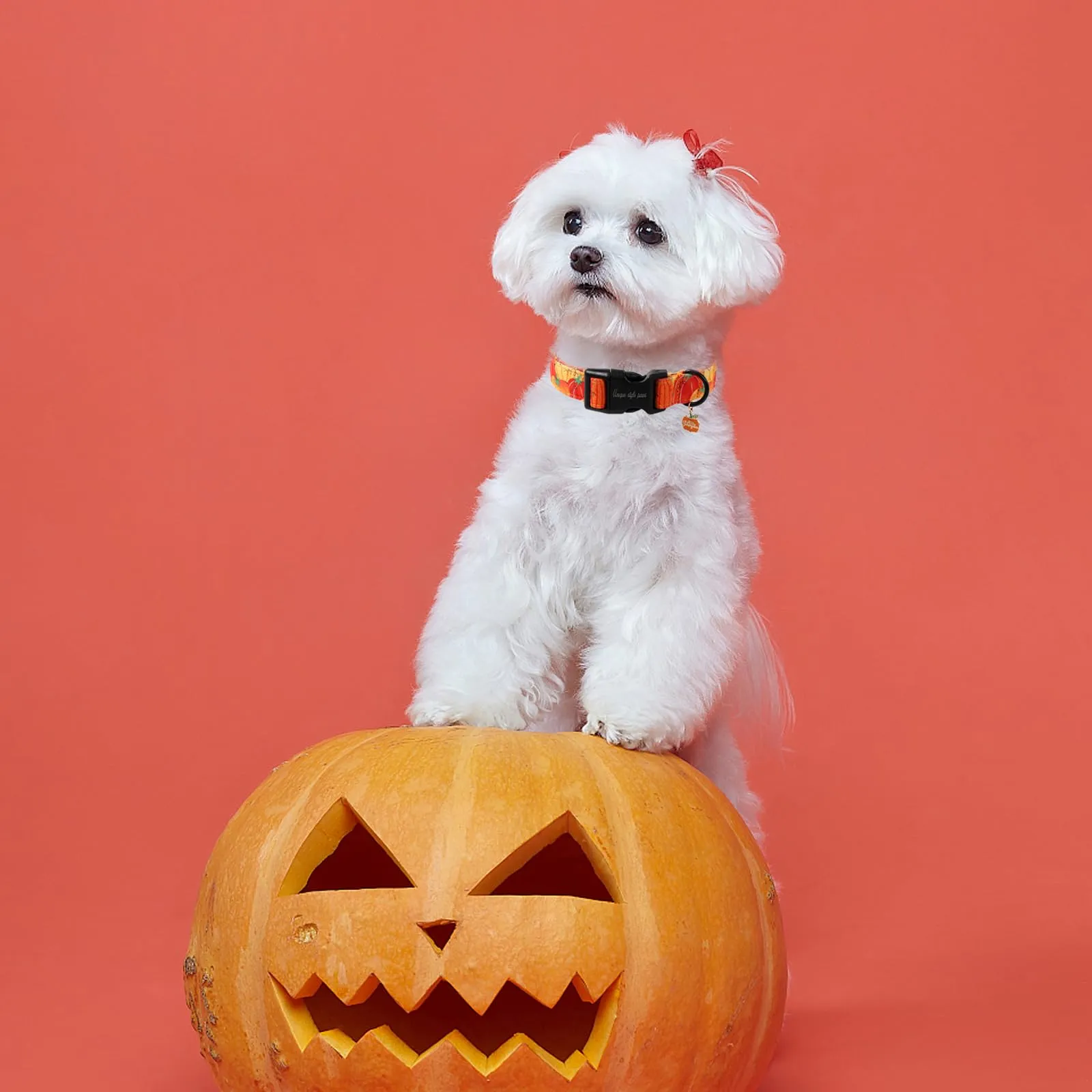 Unique style paws Collare per cani di Halloween, adorabile collare a forma di zucca con chiusura rapida in fibbia di plastica, comodo collare in cotone per cani maschi e femmine - immagine 4