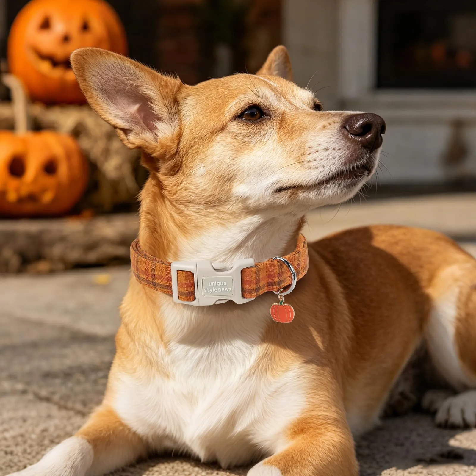Unique Style Paws Collare autunnale in cotone per cani, regolabile con ciondolo a forma di zucca, sgancio rapido, robusto anello a D, collare per cani a quadretti per cani di taglia piccola - immagine 5