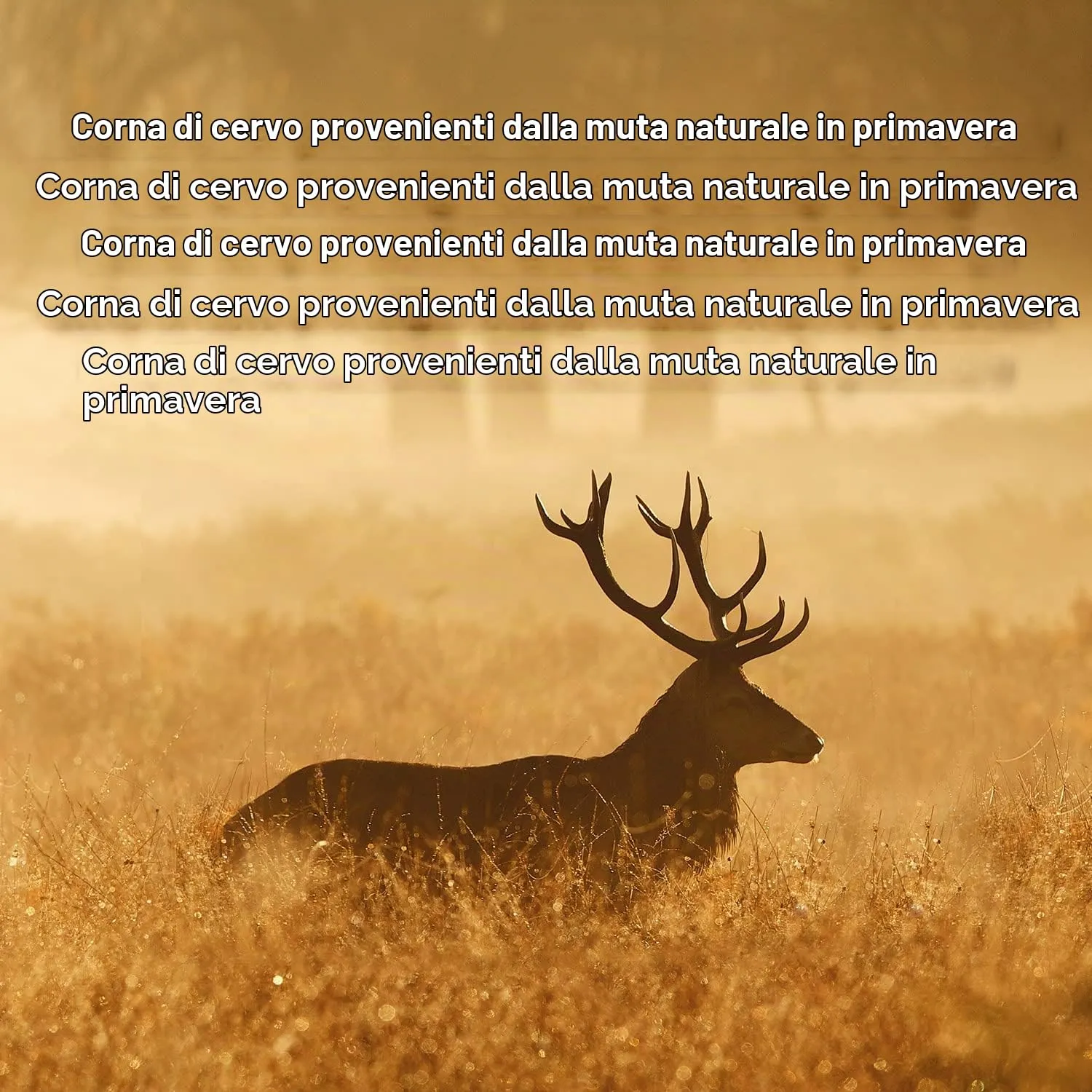 Arquivet Corno di Cervo - Corno da masticare eco-friendly per cani - Naturale autunnale - S - 15-39 g - immagine 4