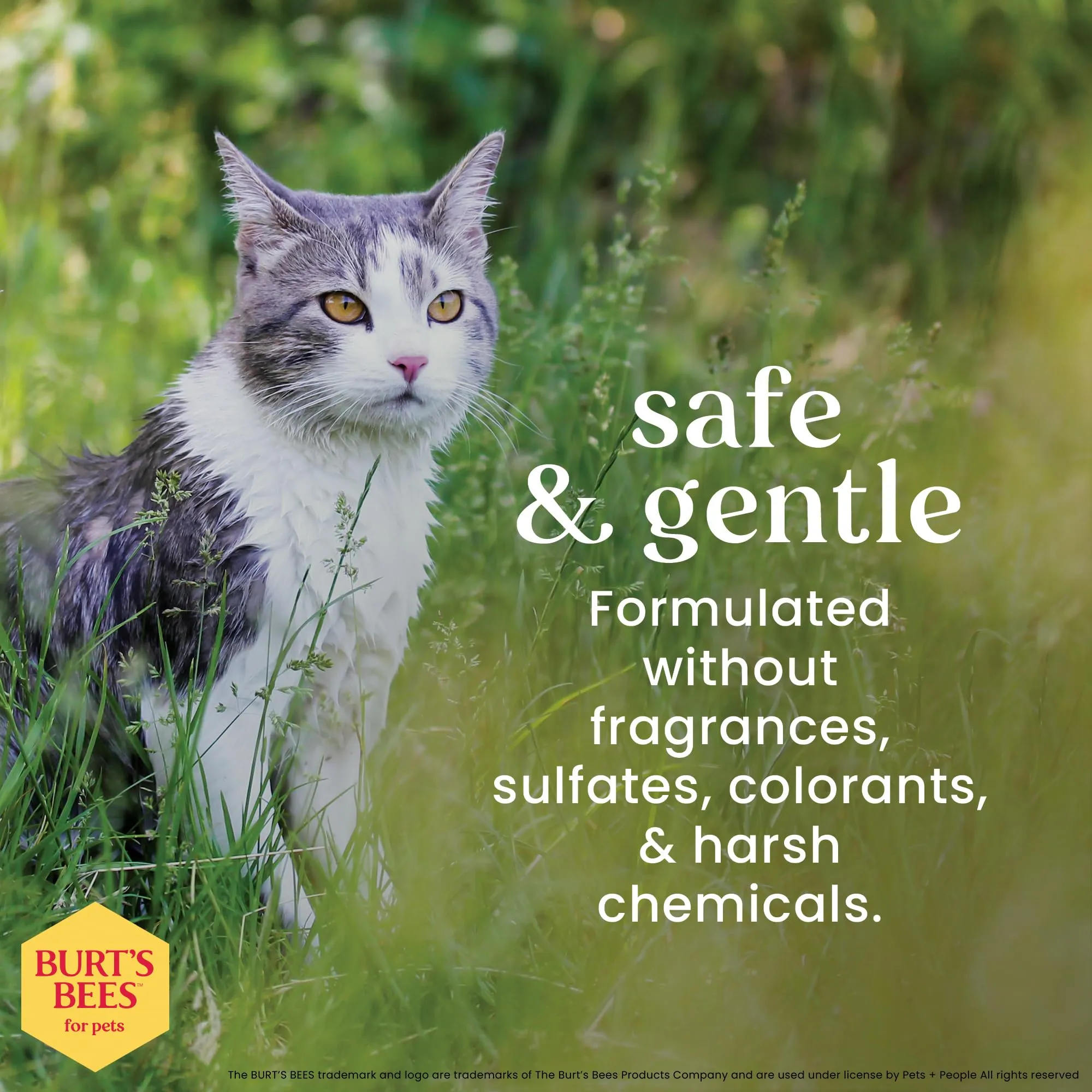 Burt's Bees - Sciampo Hypoallergenic per il burro & il miele del karitè dei gatti - 10 Florida. oncia. - immagine 5
