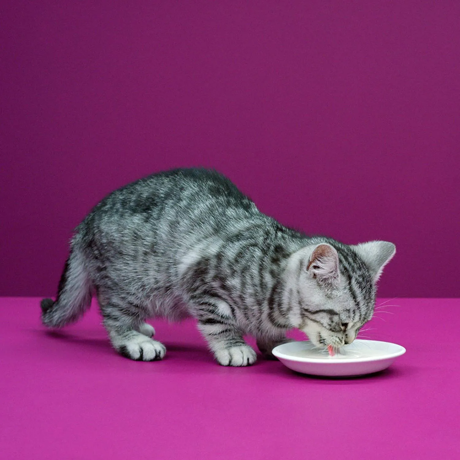 Whiskas Latte per Gatti a Partire da 6 Settimane, 15 Bottiglie, 15 x 200 ml, Delizioso Snack per Un Gatto Felice, Prodotto da lattosio e Facilmente digeribile, 3 l (Confezione da 1) - immagine 7
