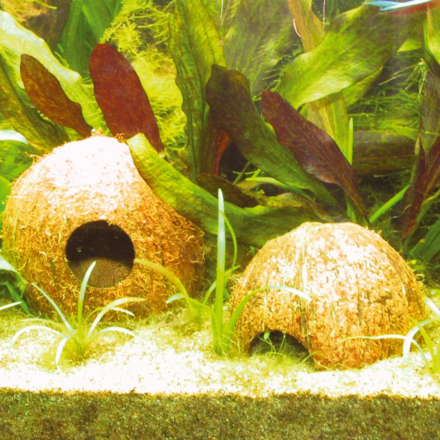 JBL Grotta a base di guscio di noce di cocco, da 1/2 l - immagine 2