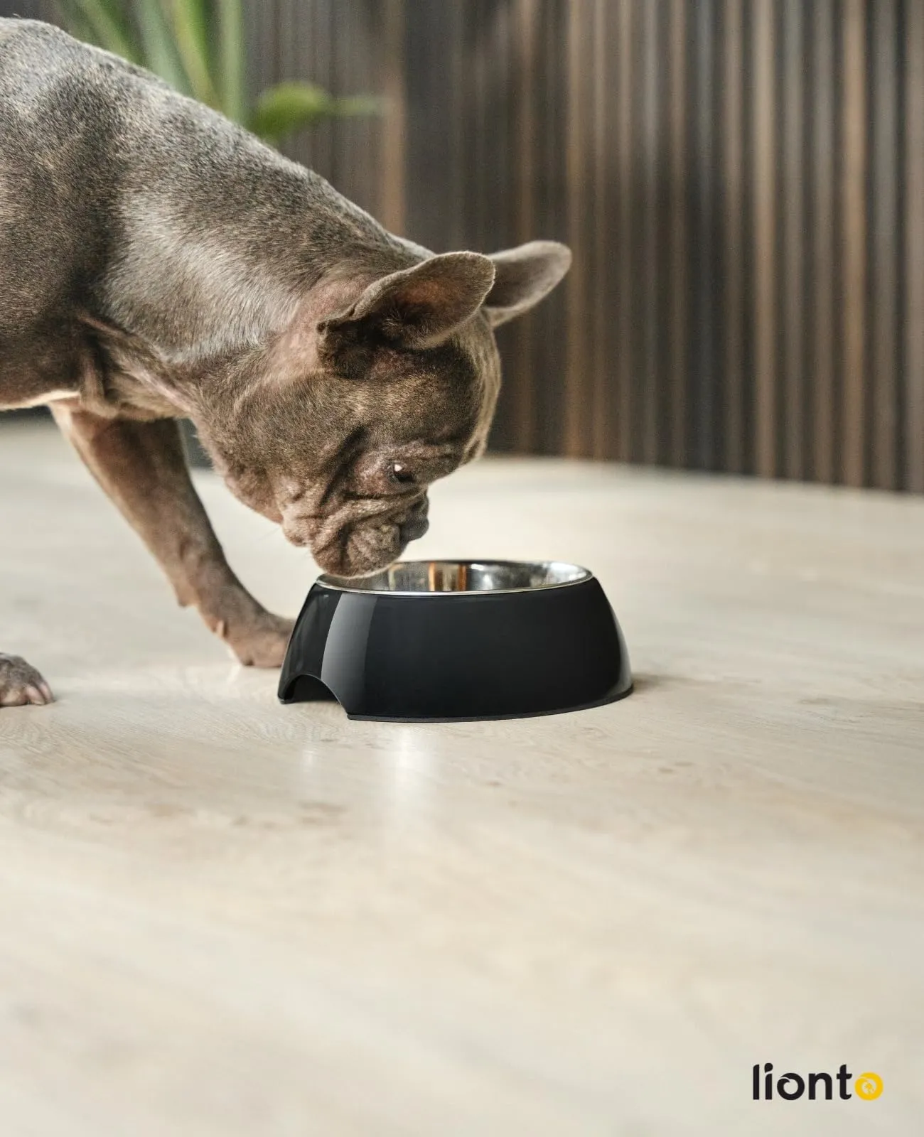 lionto Ciotola in melamina con base antiscivolo, Ciotola rimovibile da 420 ml in acciaio inox robusto e inodore, facile da pulire, design ergonomico, per cani e gatti, nero - immagine 2