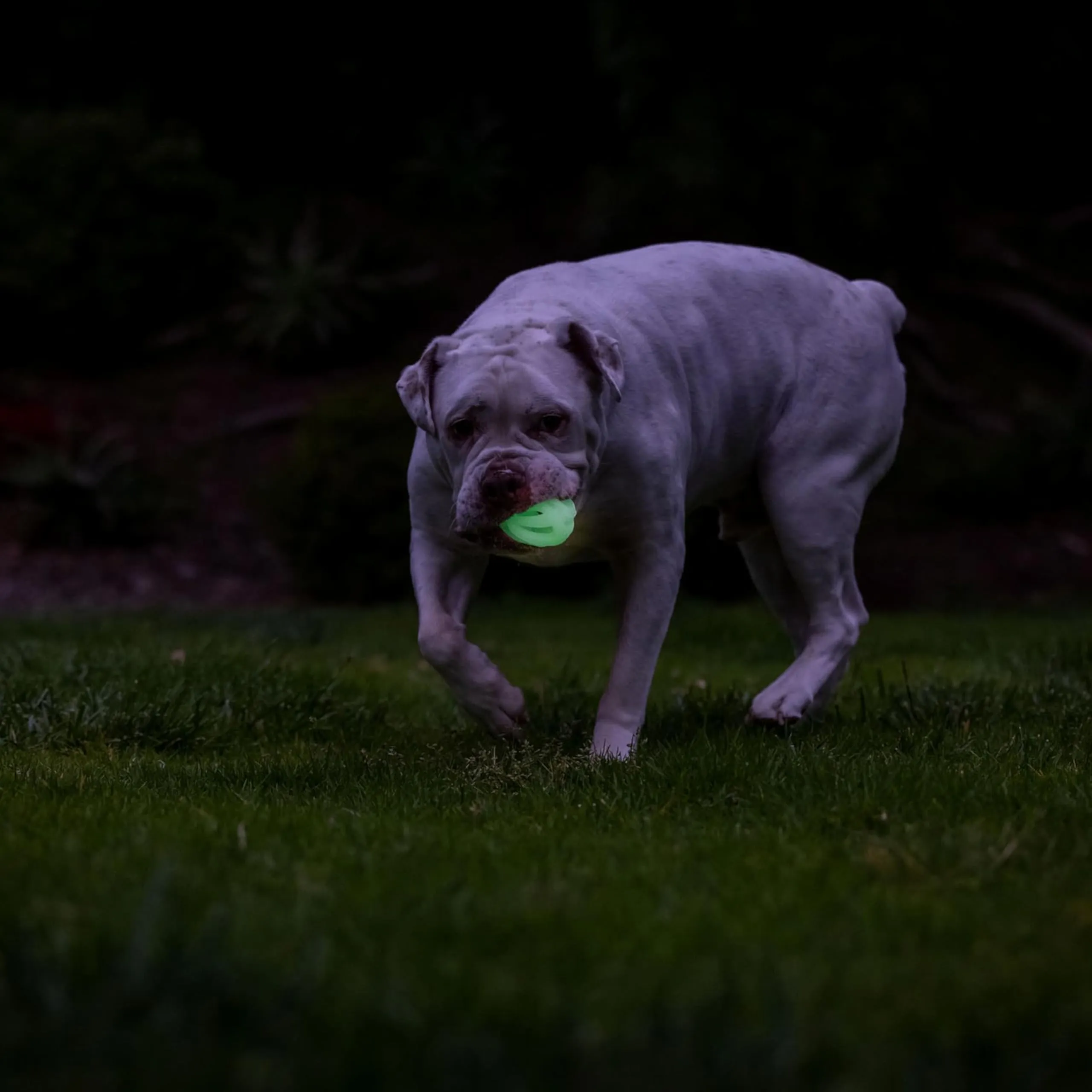 Chuckit! – Air Glow Ball – Palla fosforescente per cani – Giocattolo di recupero per – Che facilita la circolazione dell'aria per cani – Misura media – Diametro di 6,5 cm – Confezione da 2 palline - immagine 6