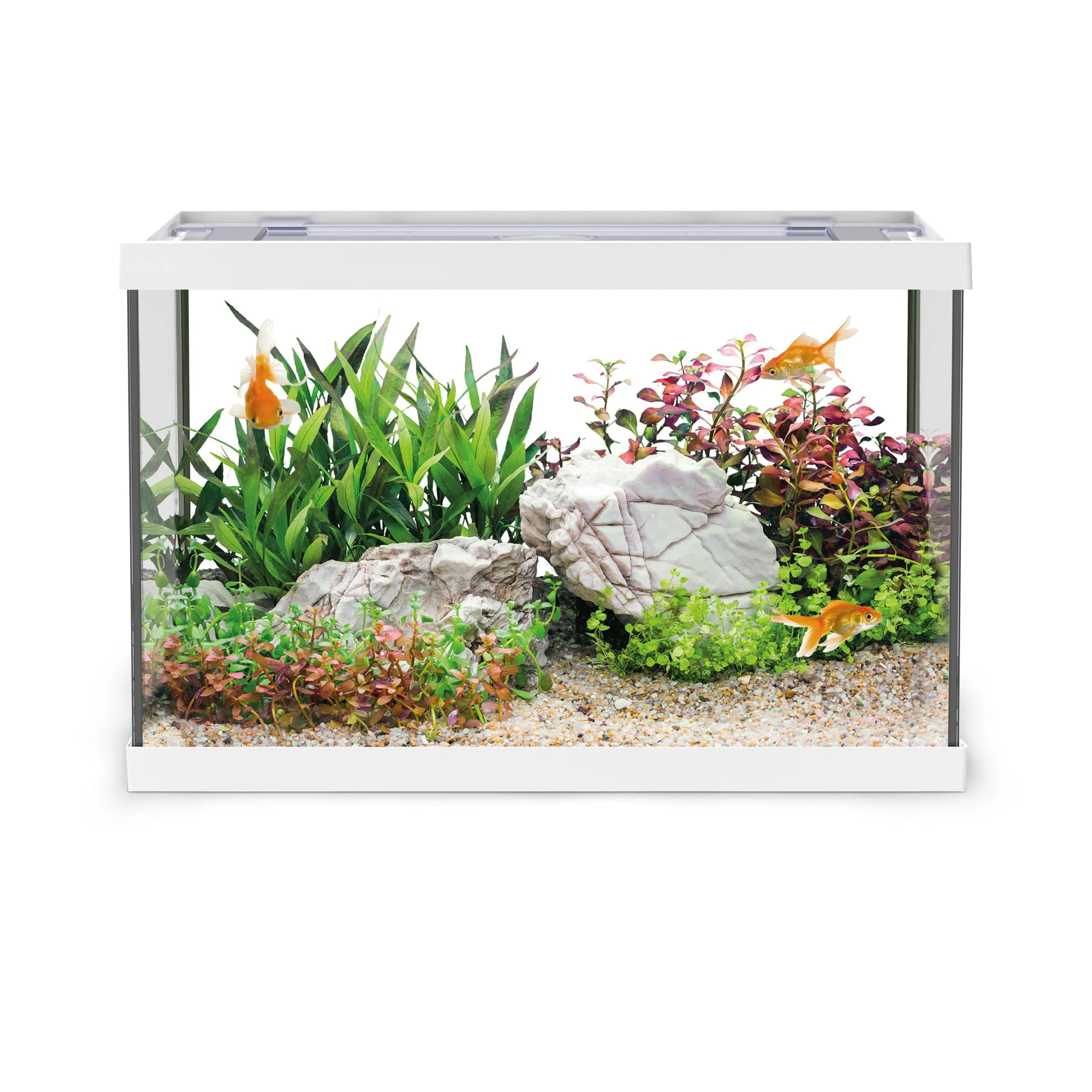 AQPET One Mini Acquario Completo 20 L con Accessori, 36x22x26 cm, Bianco