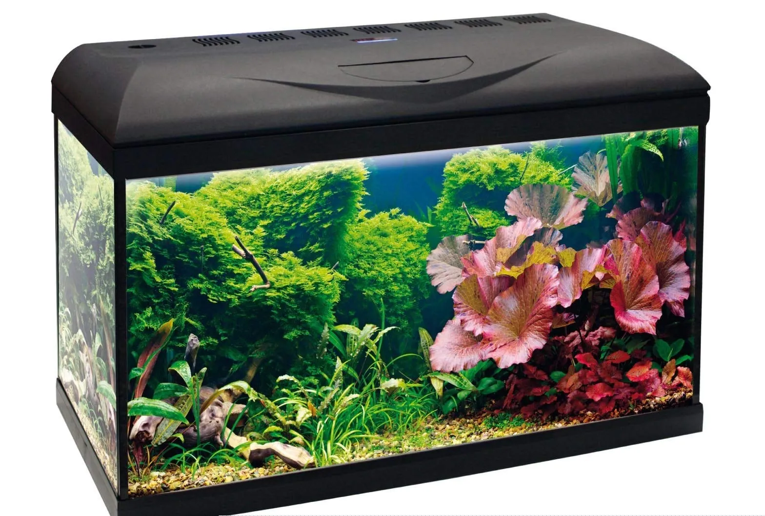 Amtra Basic 60 LED - Acquario completo di 55 litri, illuminazione 8 watt, filtro interno , 60x32x42 cm