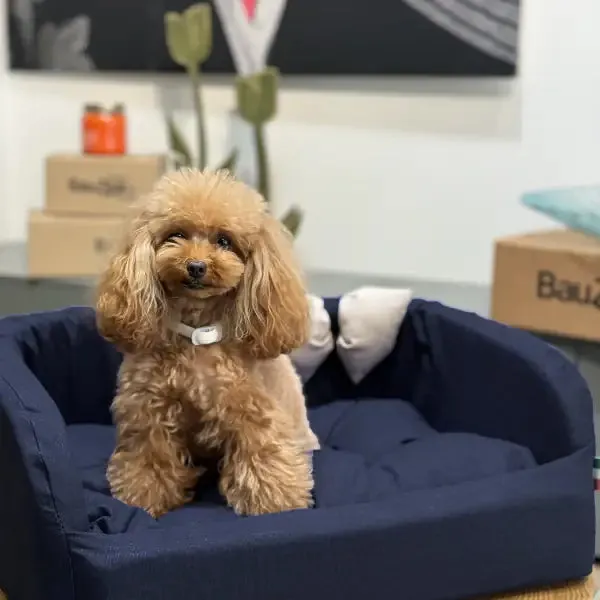 Cuccia per cani da interno Solid Blu Fabotex Divanetto Blu 60 cm - Cuccia per cani da interno in tessuto 100% poliestere, con struttura sfoderabile, cuscino removibile e fondo antiscivolo, ideale per garantire comfort e stile in ogni ambiente domestico.