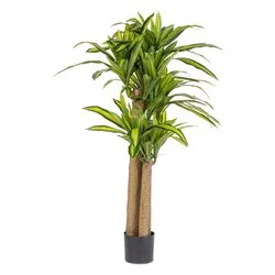 Pianta artificiale Dracaena c-(150cm) 0172965