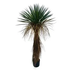 Pianta artificiale Yukka rostata (120cm) 0173143