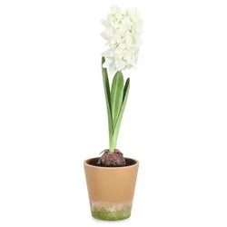 Pianta artificiale Giacinto bianco con vaso (52cm) 0170753