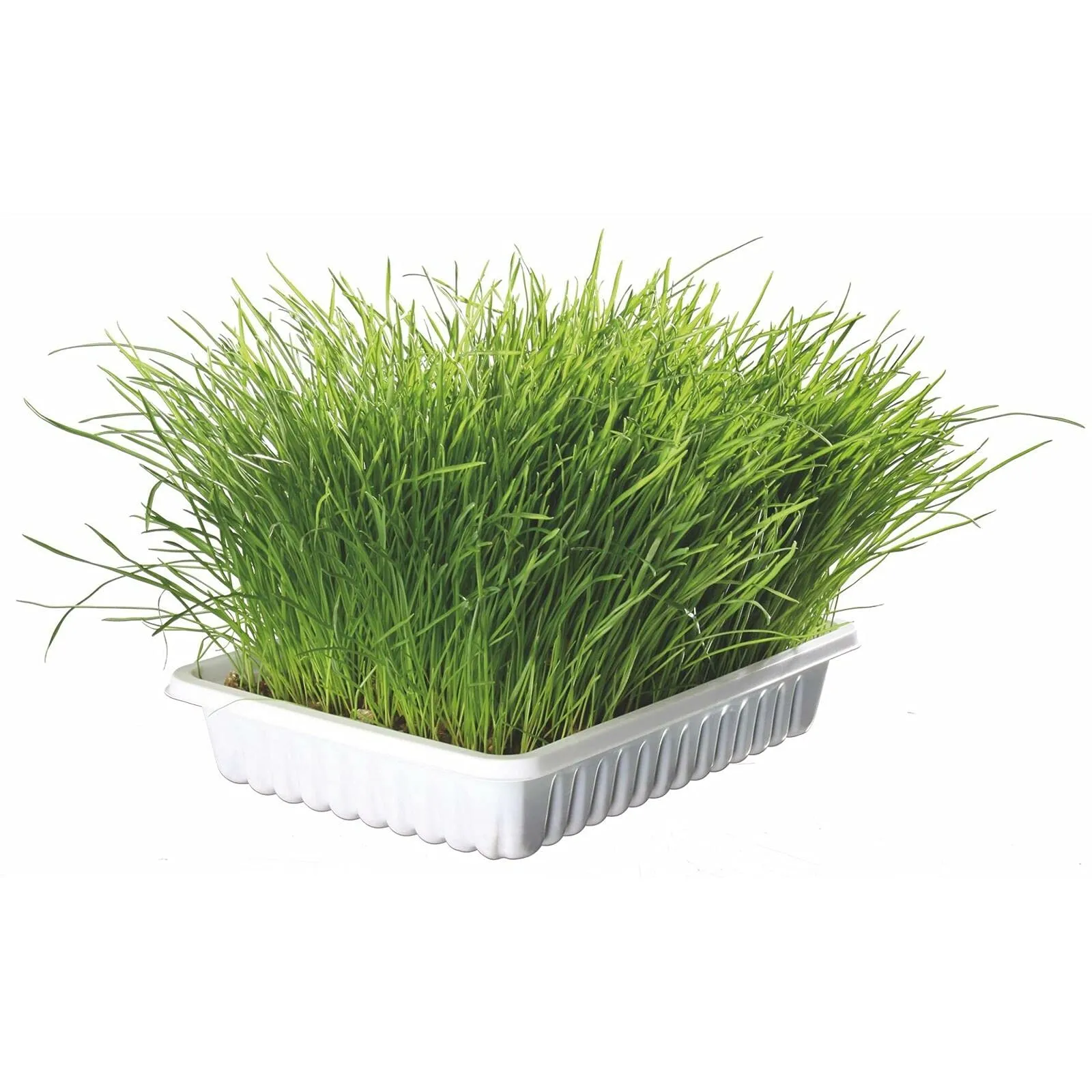Trixie TX 4235 - Cat Grass Bowl, 100gr